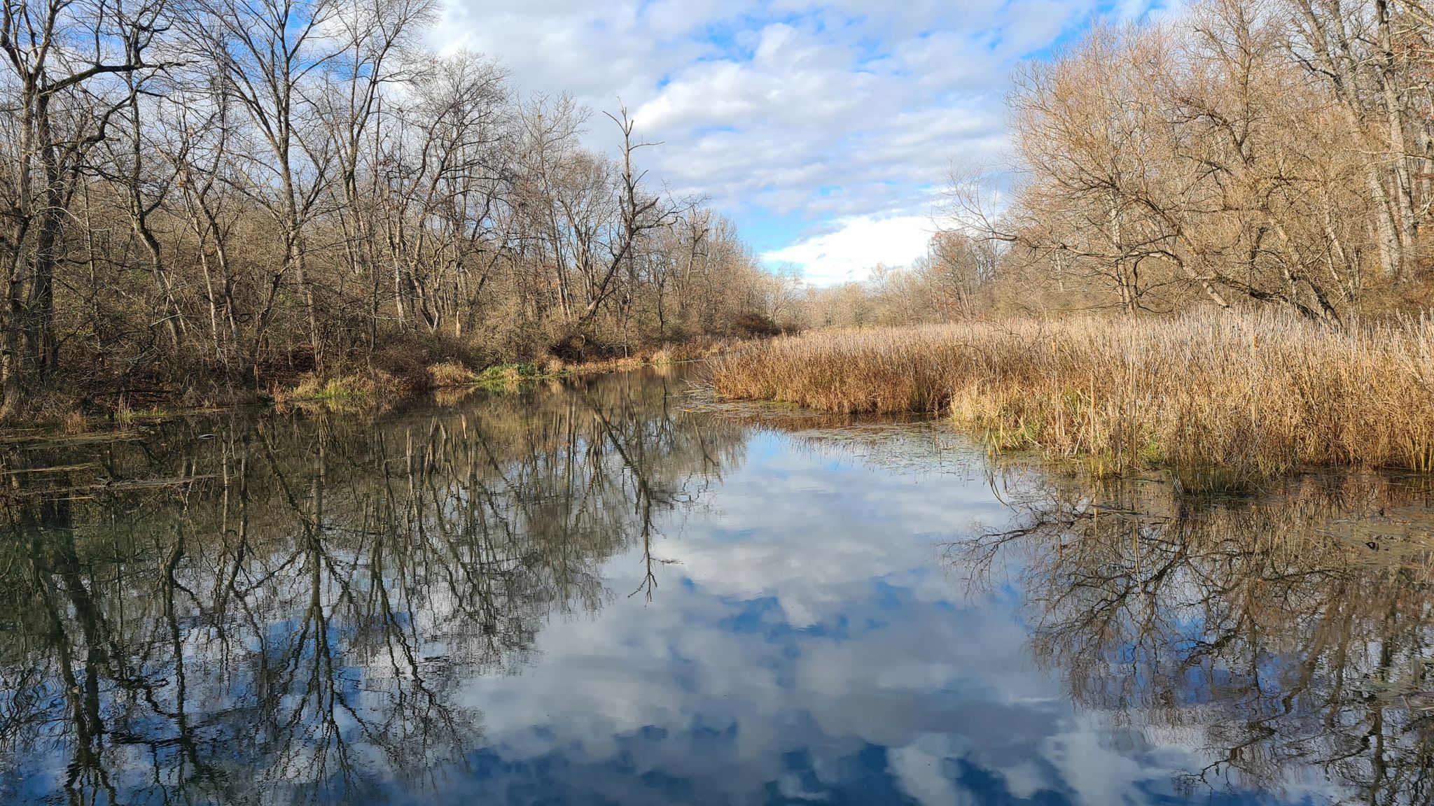 Still water reflecting bare trees and a cloudy sky, with tall reeds. - View from the Wooden Bridge loop from Geodis