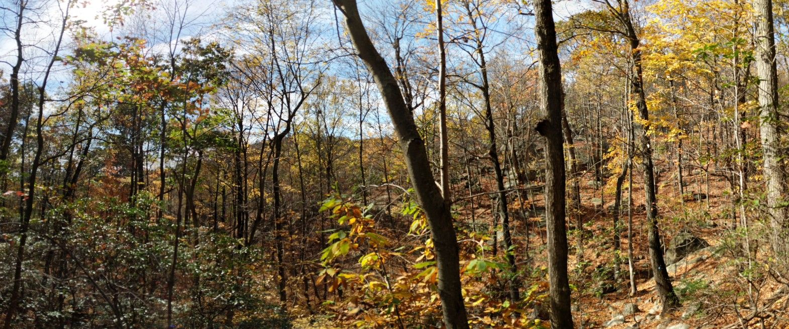 Dense forest with tall trees, some autumn leaves, and dappled sunlight on the ground. - Torne Mountain and Osio Rock Loop