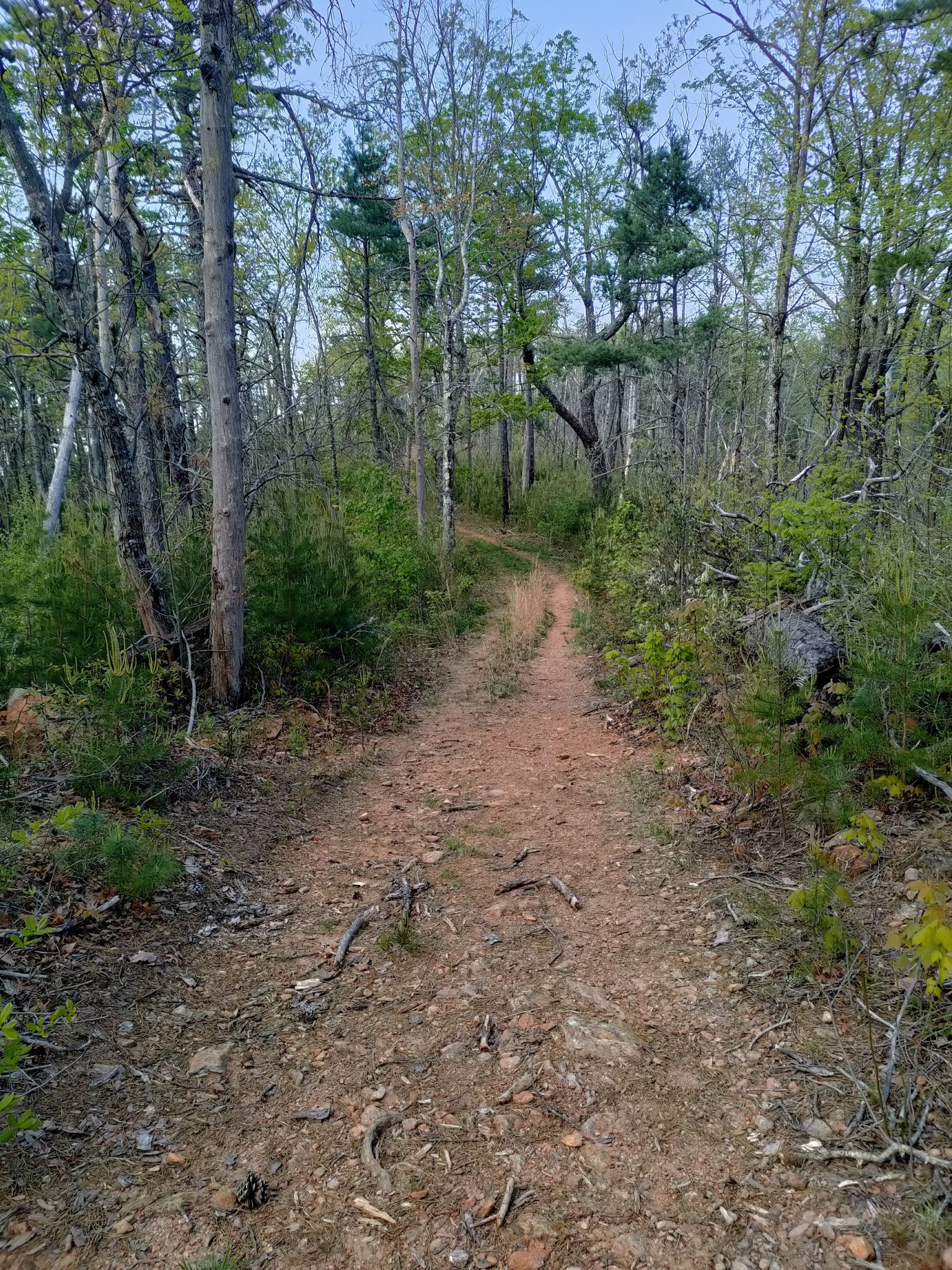 A winding dirt path through a sunlit forest with tall trees and undergrowth. - Little River, Upper CCC, Horseridge, and Upper Falls Loop