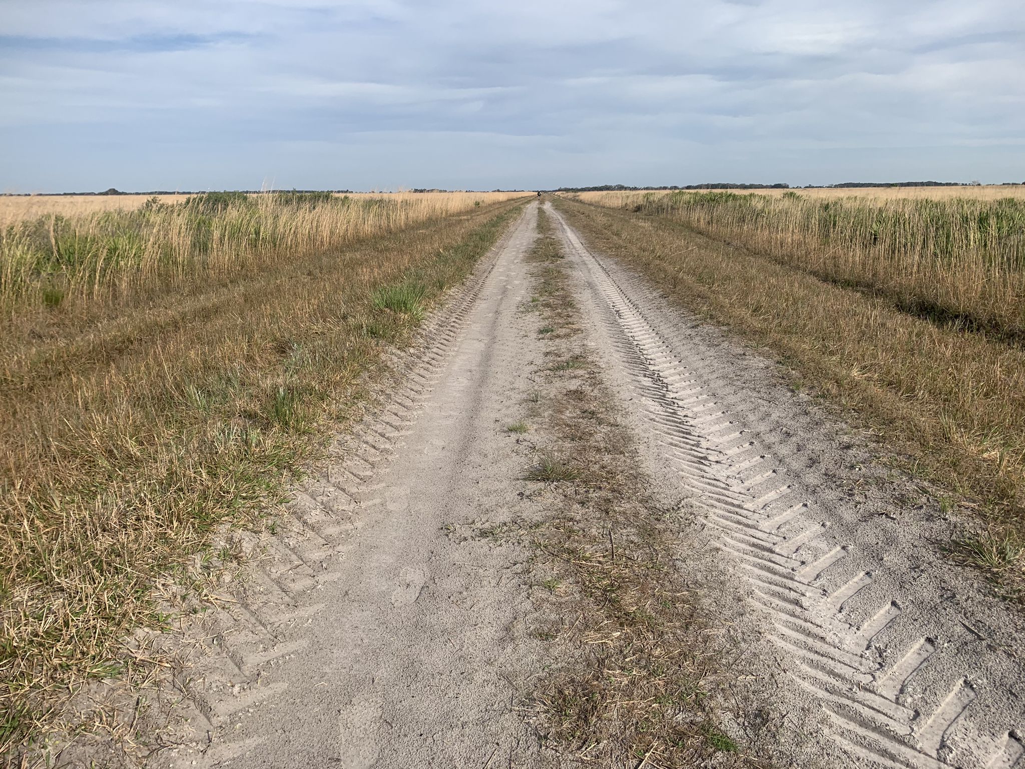 A dirt track with tire marks extends through dry, flat fields. - Military Trail and McGuire Hammock Trail Loop
