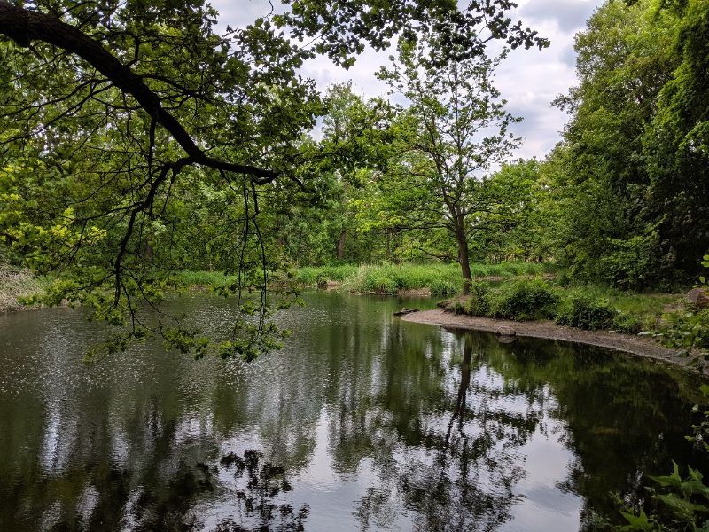 Karpfenteich an der Wuhle