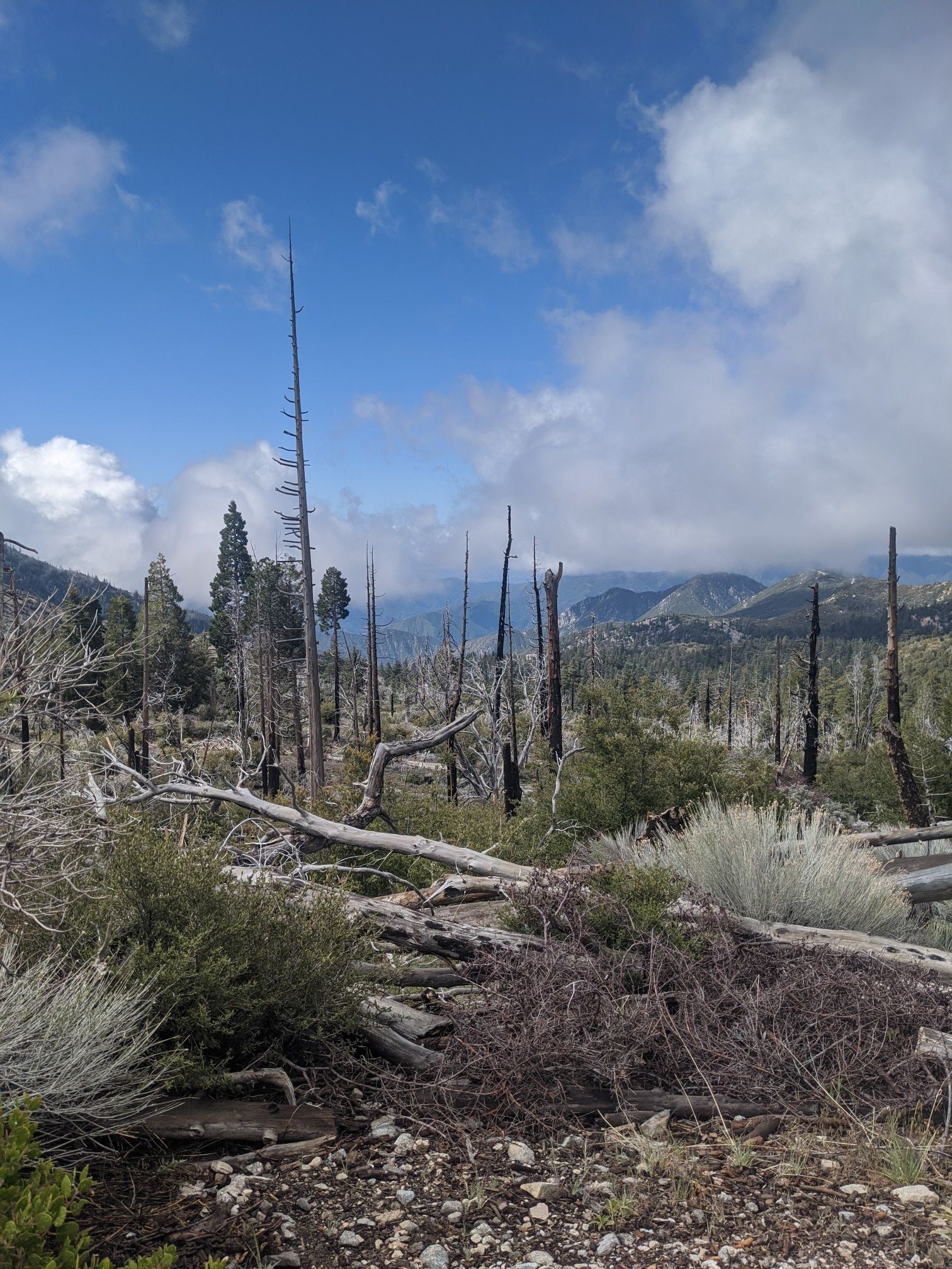 Sunny landscape with numerous dead, burnt trees and sparse vegetation. - Windy Gap & Mount Islip – Angeles National Forest