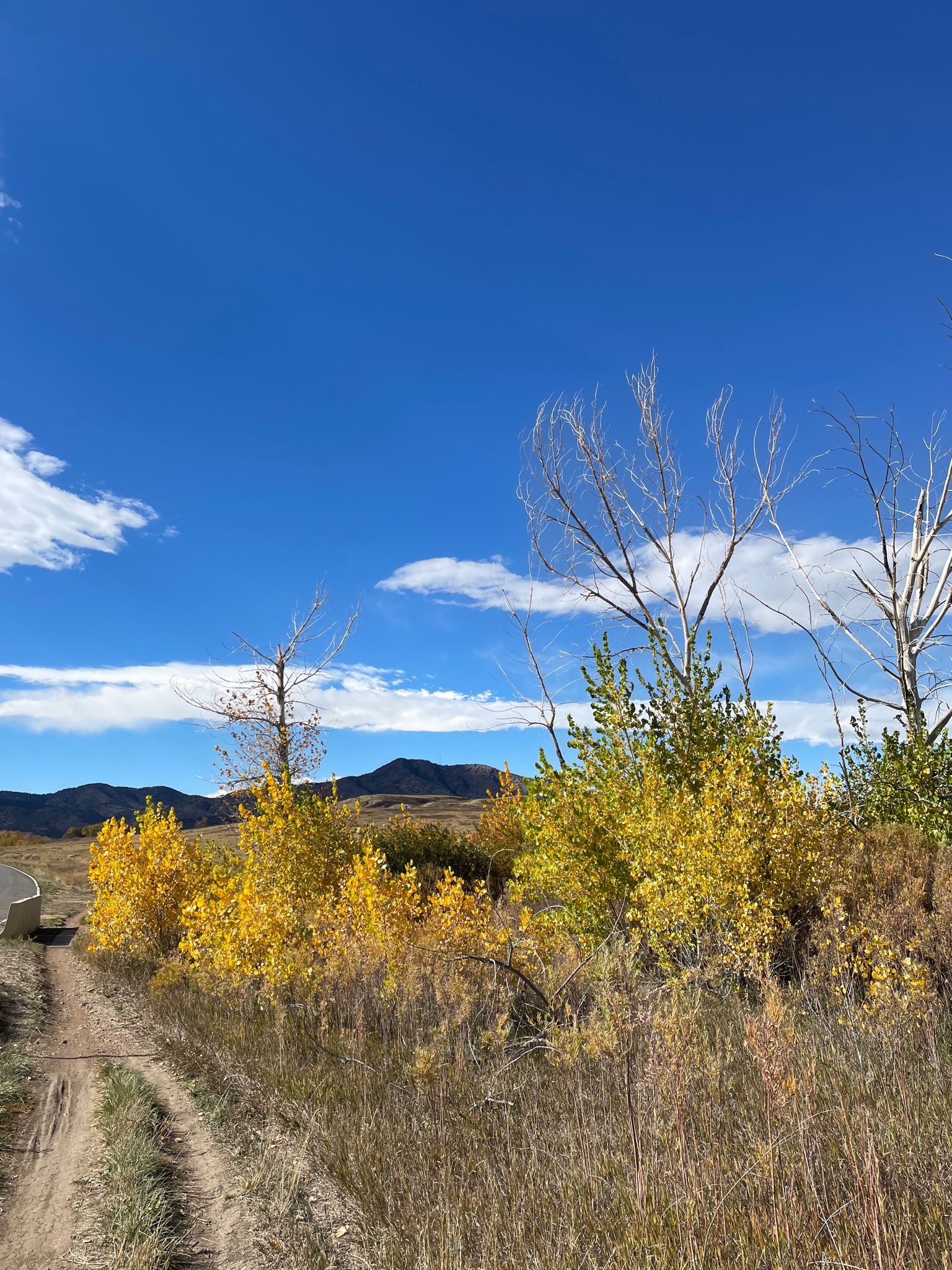 A dirt path through vibrant yellow autumn trees and tall grass, mountains beyond. - Running loop from Summit Glen