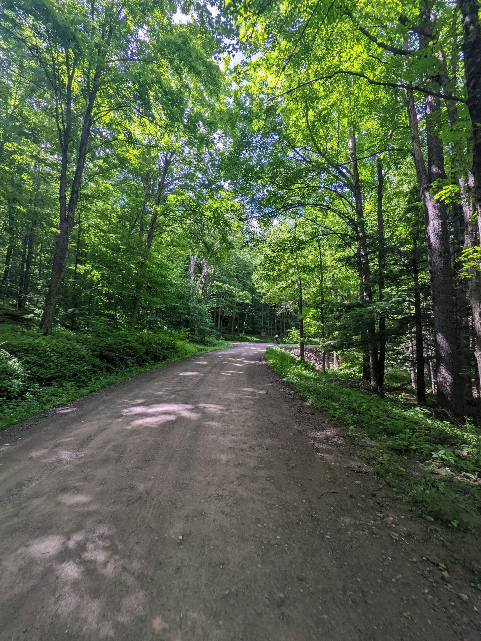 A sunlit dirt road through a vibrant green forest with tall trees. - Loyalsock Canyon Vista – Loyalsock Creek swim spot loop from Worlds End State Park