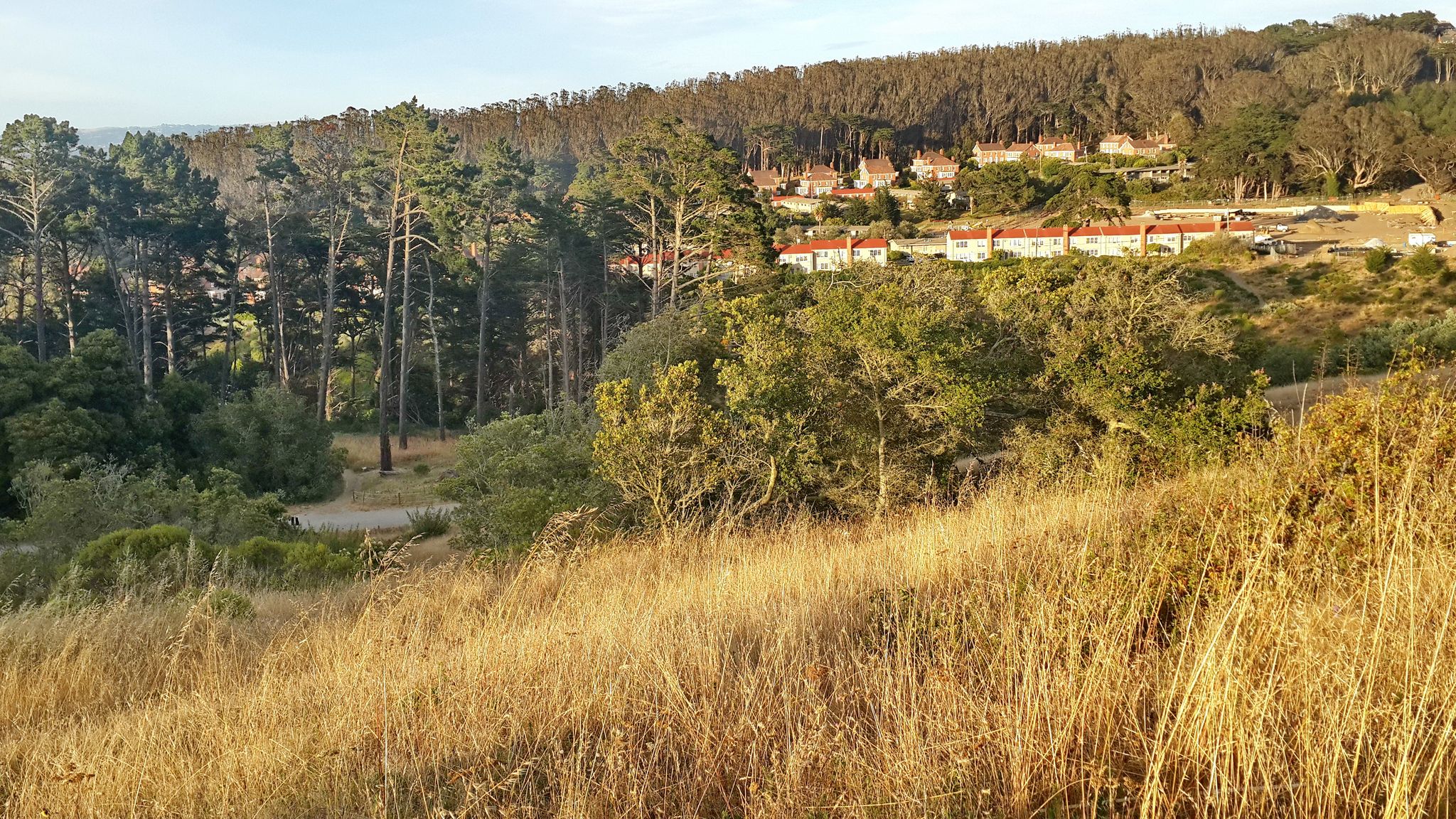 Sunny hillside with dry grass, pine trees, and distant houses. - Ecology Trail and Lovers' Lane Loop