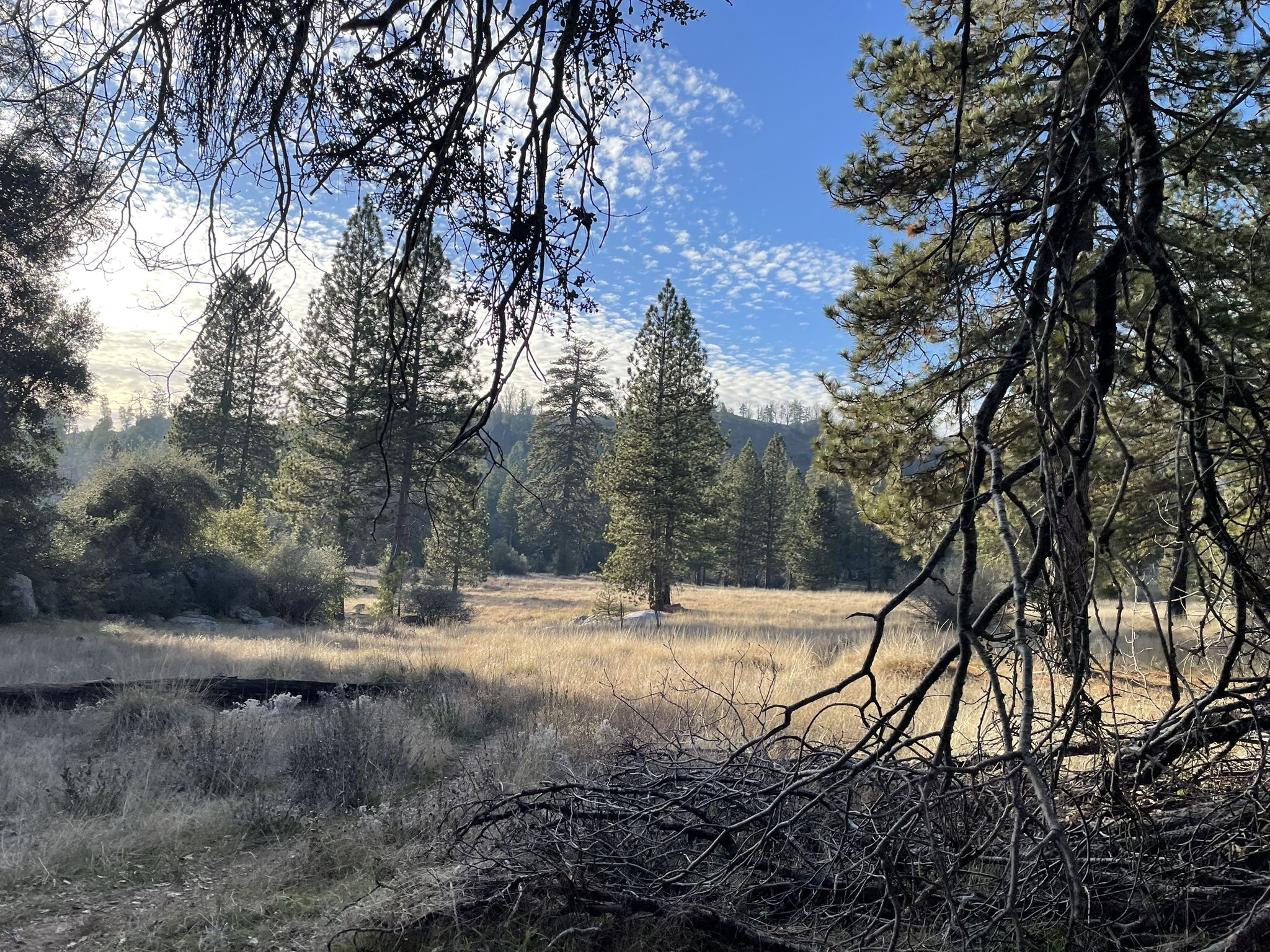 Sunny forest clearing with tall pine trees and dry grass under a blue sky. - Boucher Trail and Palomar Mountain Loop