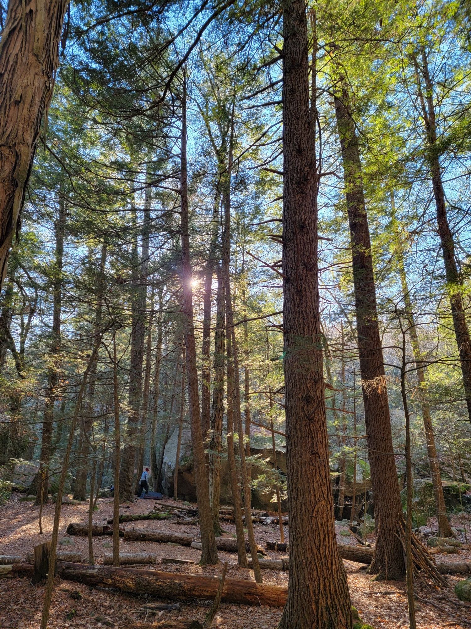 Sunbeams pierce through tall forest trees, illuminating a person in the distance. - North Mountain Trail