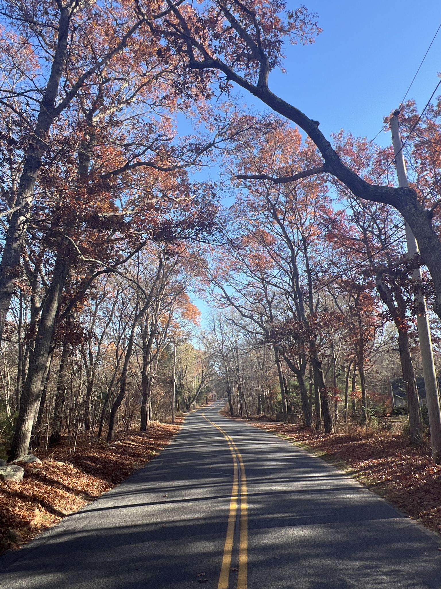 Paved road lined with autumn trees and fallen leaves under bright sun. - Two-Loop-Trail – Burlingame State Park