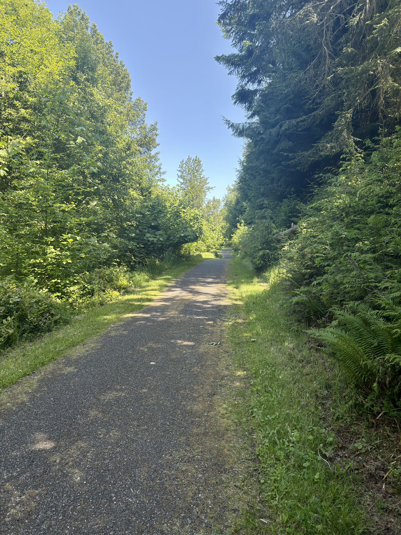 A paved path winds through a tunnel of lush green trees on a sunny day. - Morse Creek Bridge – Dungeness River & Bridge loop from Port Angeles East