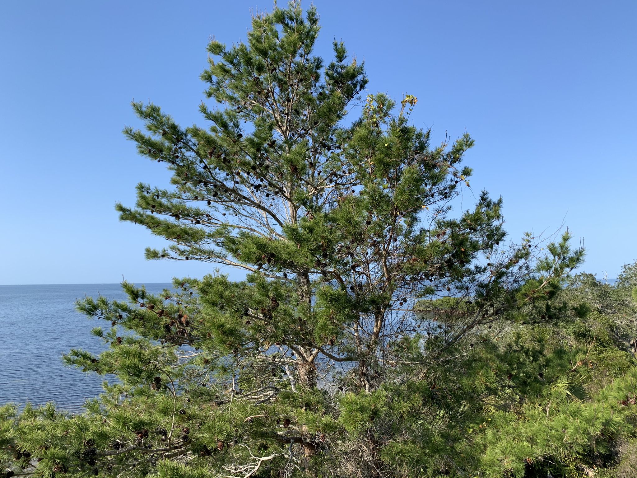 A tall pine tree with cones stands before a vast blue ocean. - Key Vista Park and Coastal Anclote Trail Loop