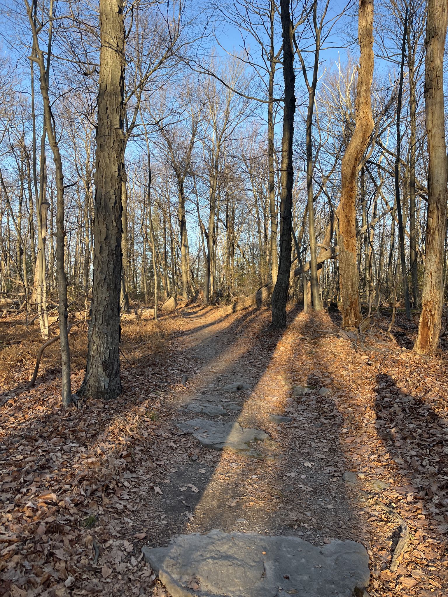 Sunlit forest path with long shadows stretching across fallen leaves. - Appalachian Trail to Annapolis Rock and Black Rock