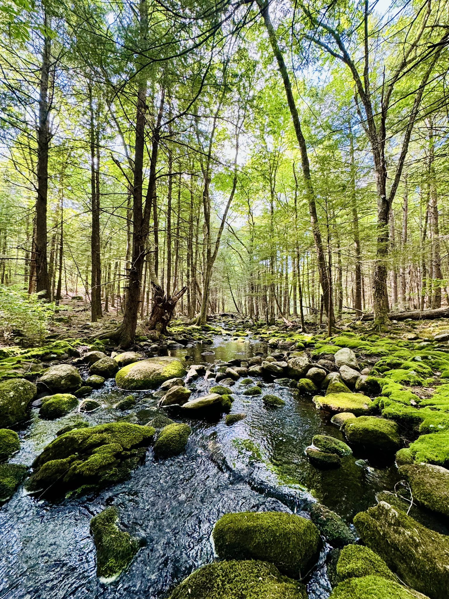 A sunlit stream flows over mossy rocks through a lush green forest. - Purgatory Falls – Middle Purgatory Falls loop from Purgatory Falls