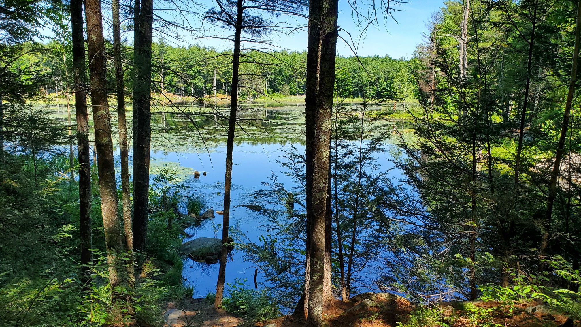 Sunny forest view of a calm lake with green trees and lily pads. - Sweet Trail and Colby Marsh Blue Trail
