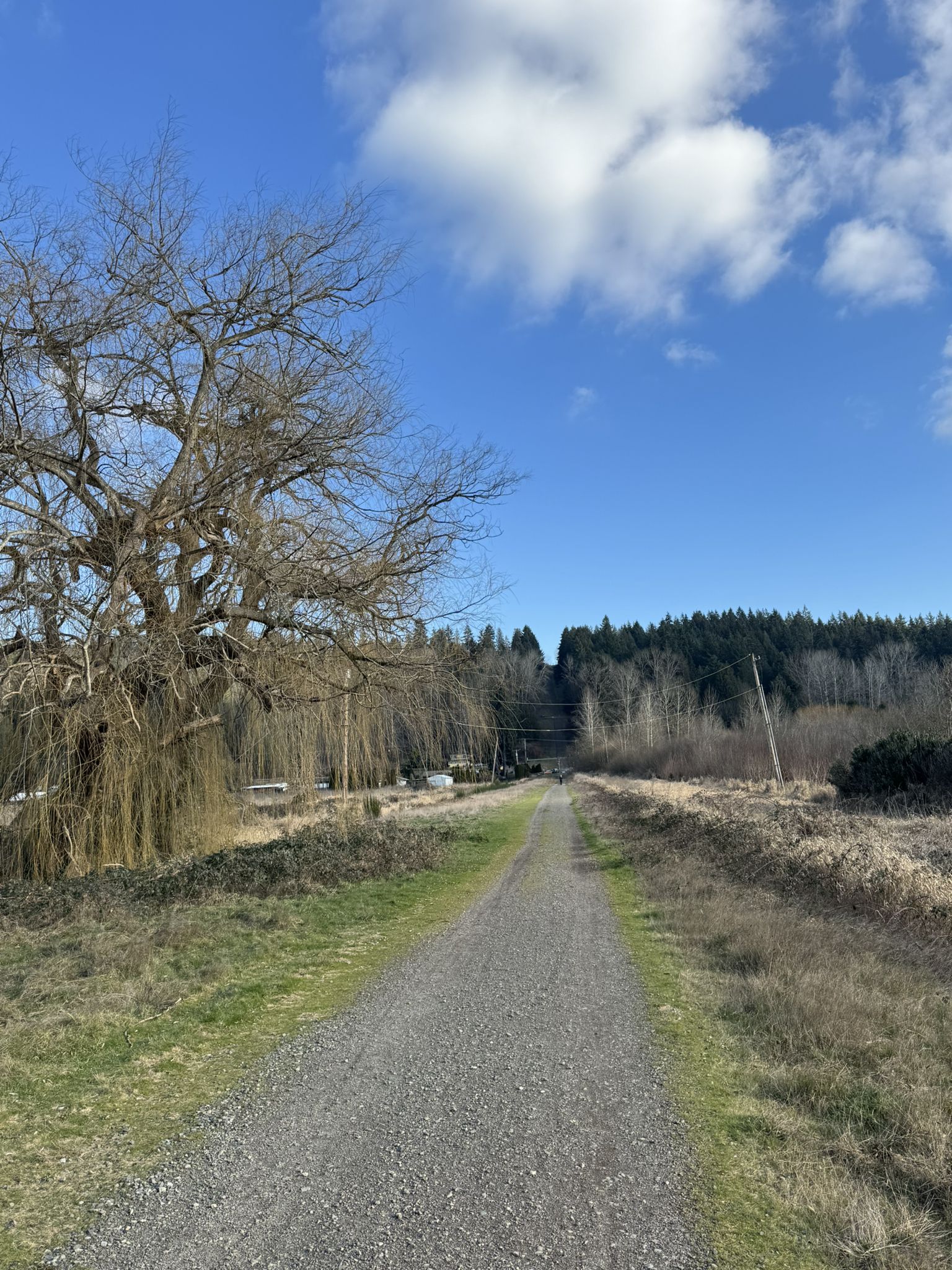 Gravel path next to a large bare tree under a bright, partly cloudy sky. - Sammamish River Trail – Wilmot Gateway Park loop from Woodinville