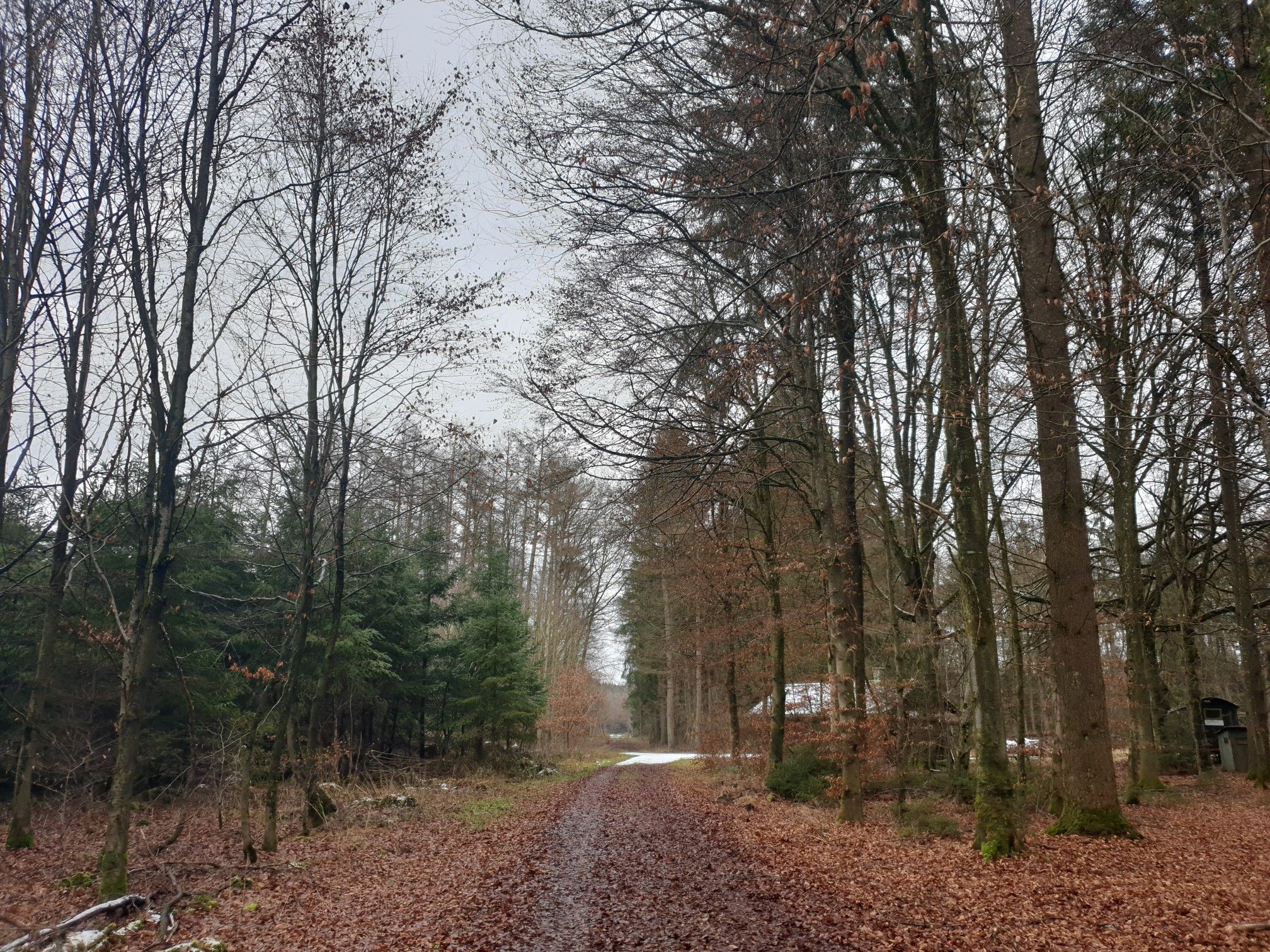 Wald