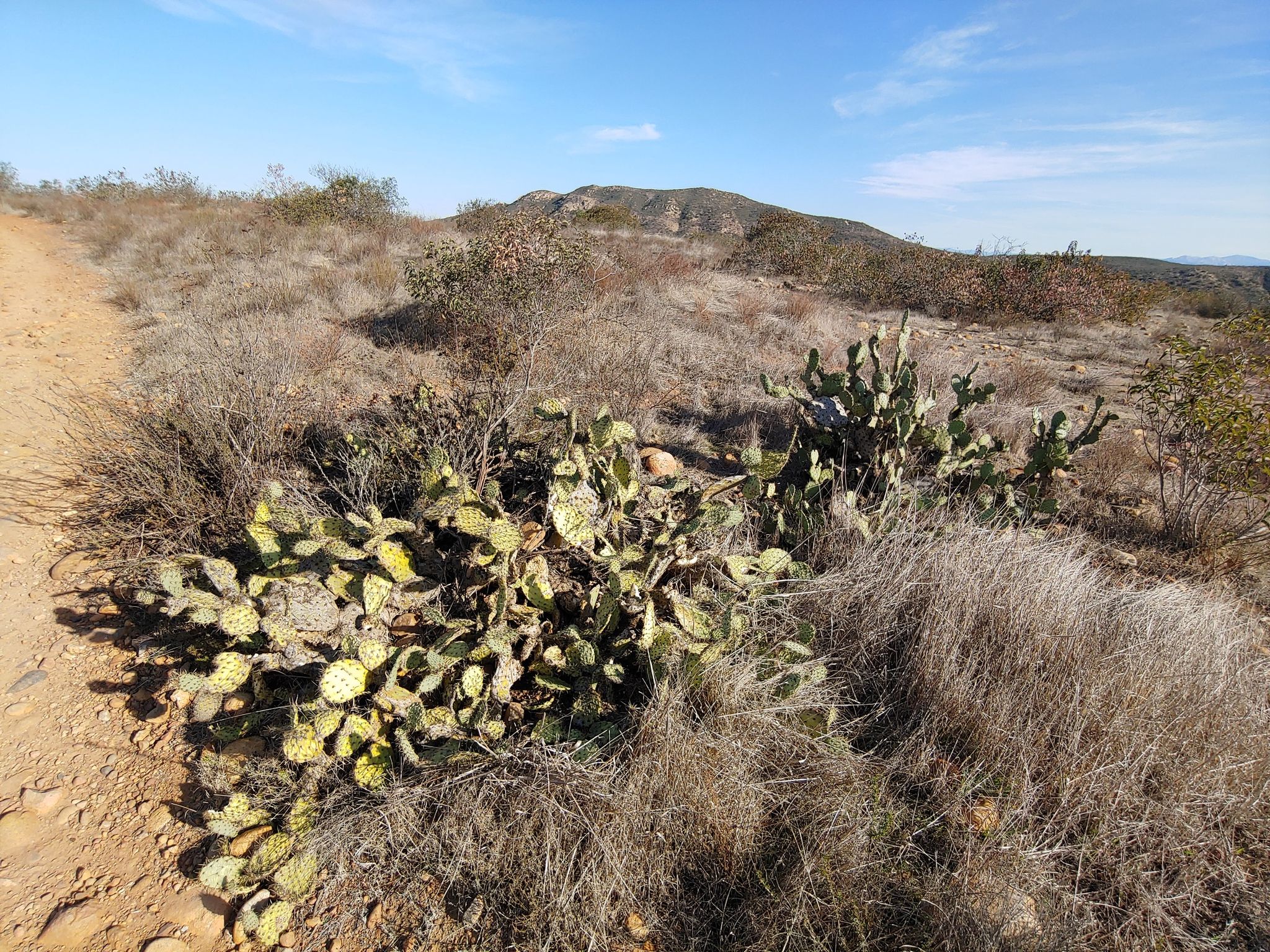 Dirt path next to prickly pear cactus and dry hills under bright sun. - Rim Trail – Shepherd Ridge Trail loop from West Fortuna Staging Area