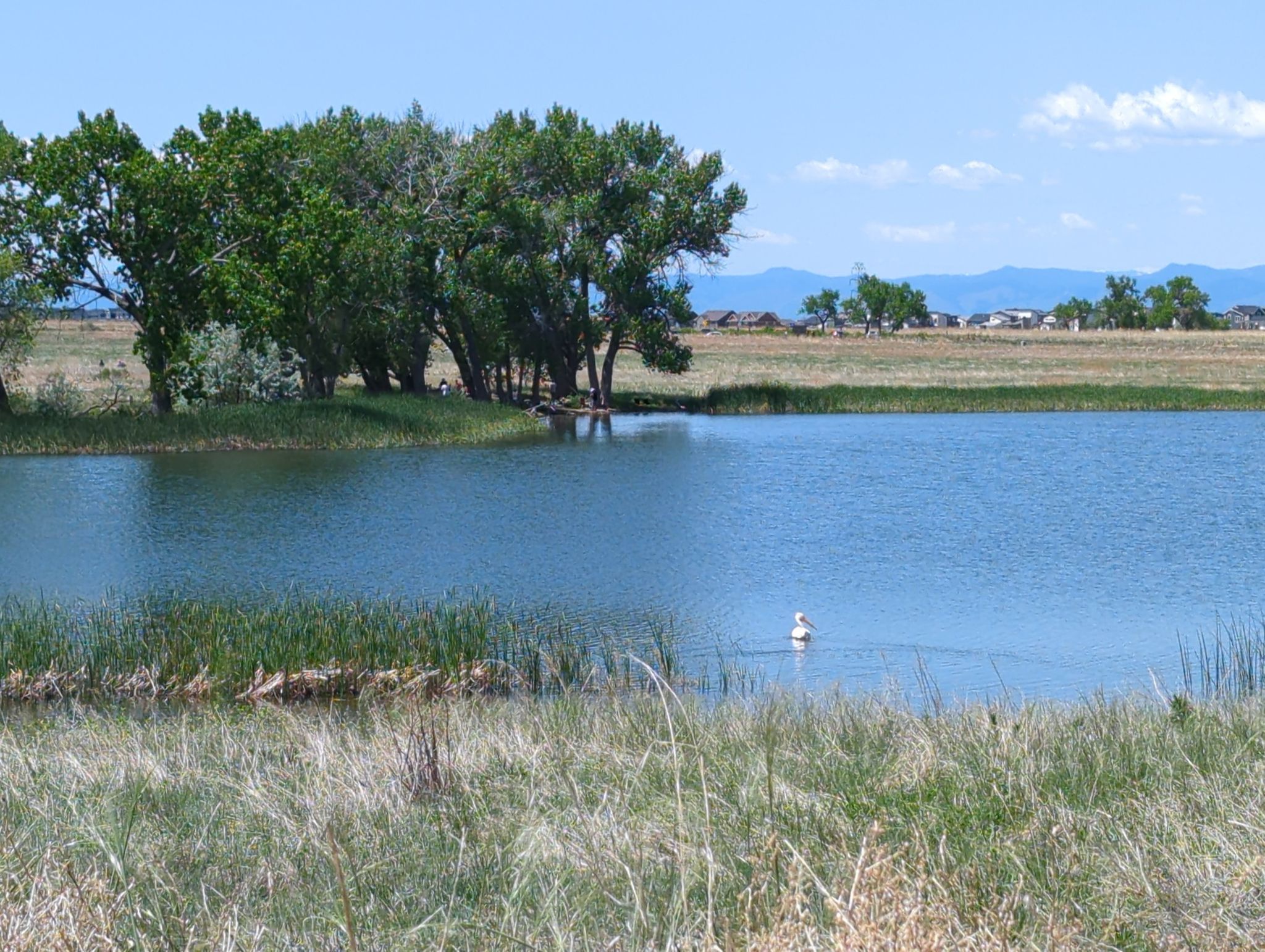 A white bird floats on a blue pond surrounded by green reeds and trees. - Lake Ladora, Lake Mary, and Prairie Trail Loop