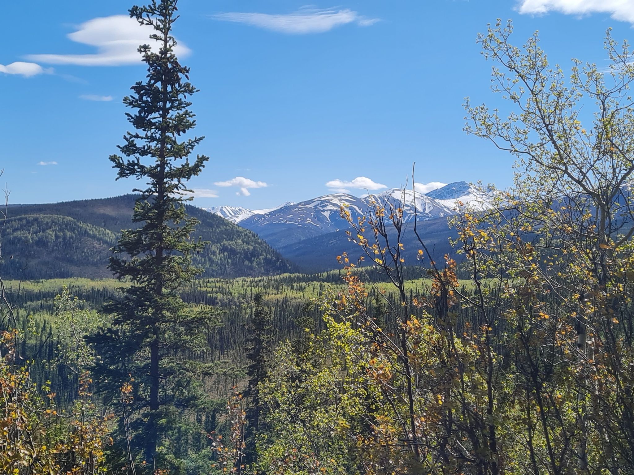 Tall evergreen tree overlooks a green forest and distant snow-capped mountains. - Rock Creek and Roadside Trail Loop