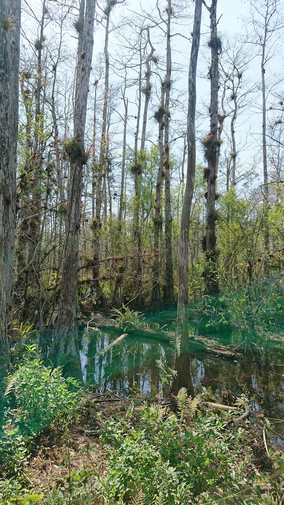 Tall cypress trees stand in still water amidst dense green swamp vegetation. - Fire Prairie Trail