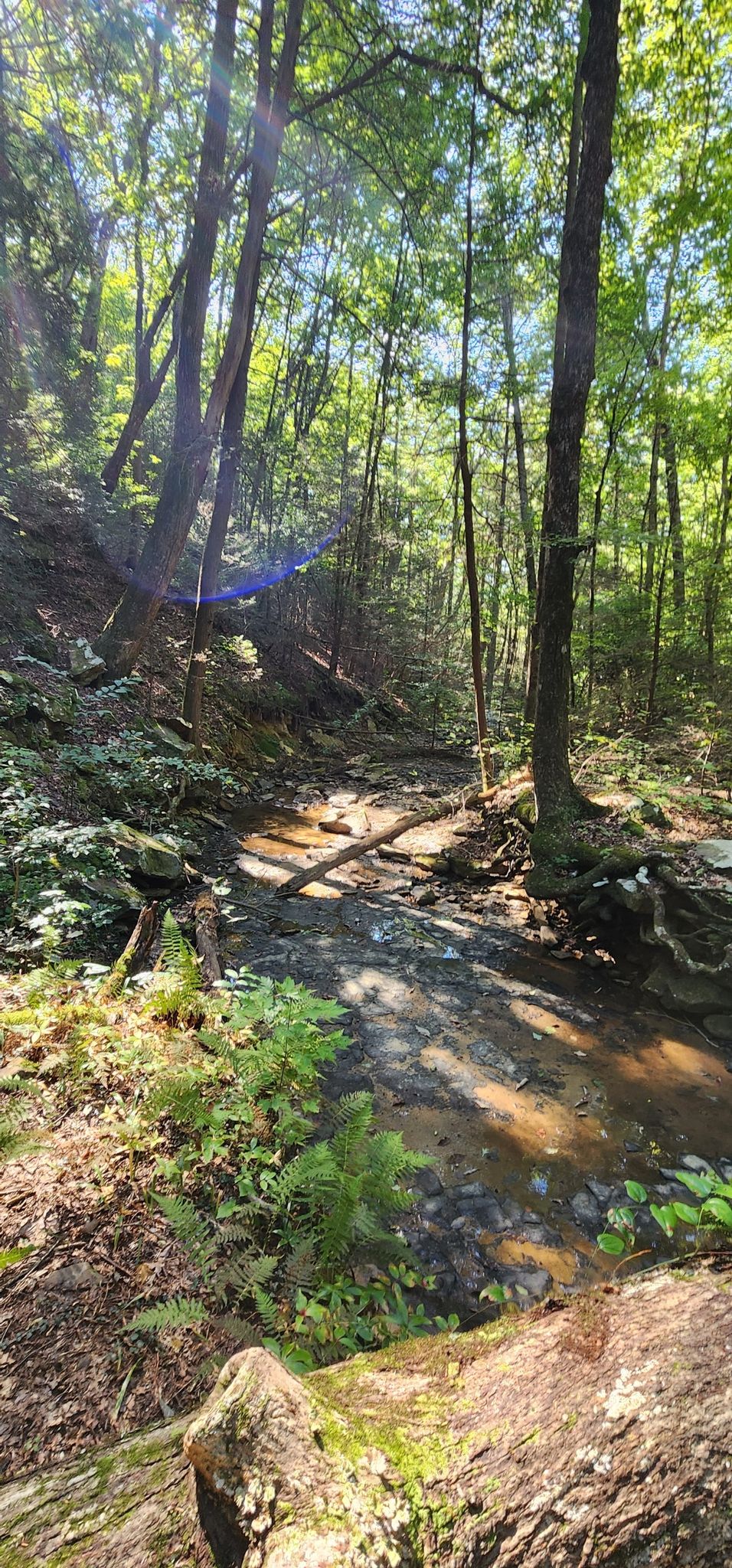 Sunlight filters through a dense forest onto a small stream and rocky path. - Pot Point Loop