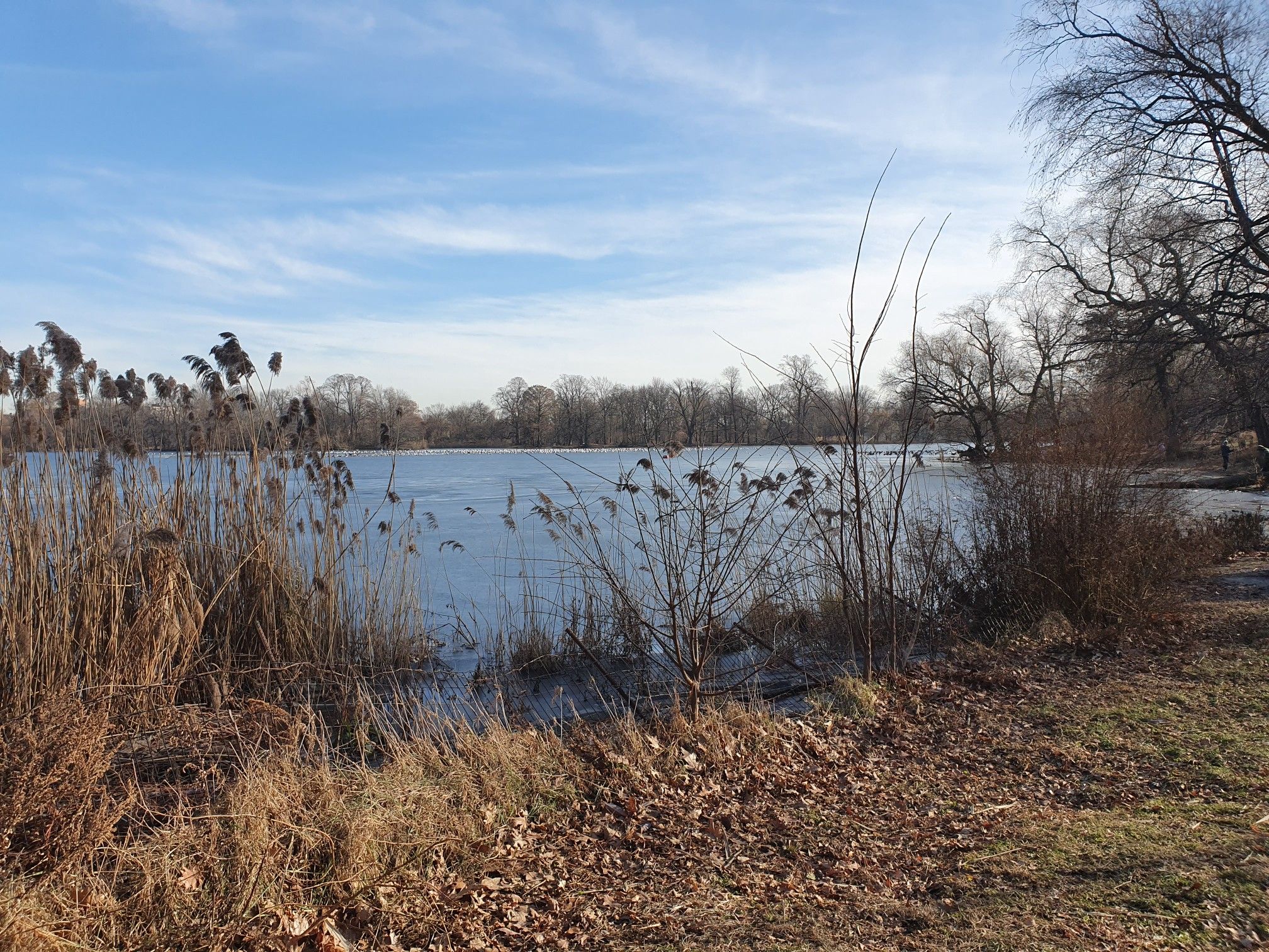 Icy lake with tall brown reeds and bare trees under a bright sky. - Prospect Park Loop