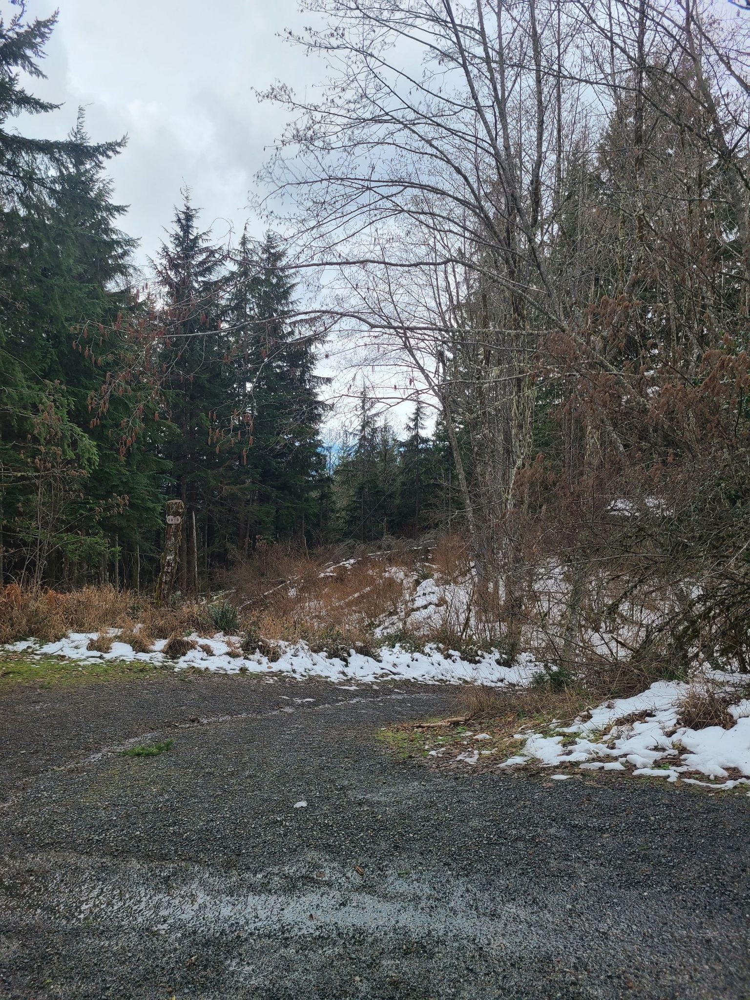 Forest edge with patches of snow and bare trees under an overcast sky. - Squak Mountain Road Southeast to May Valley Loop