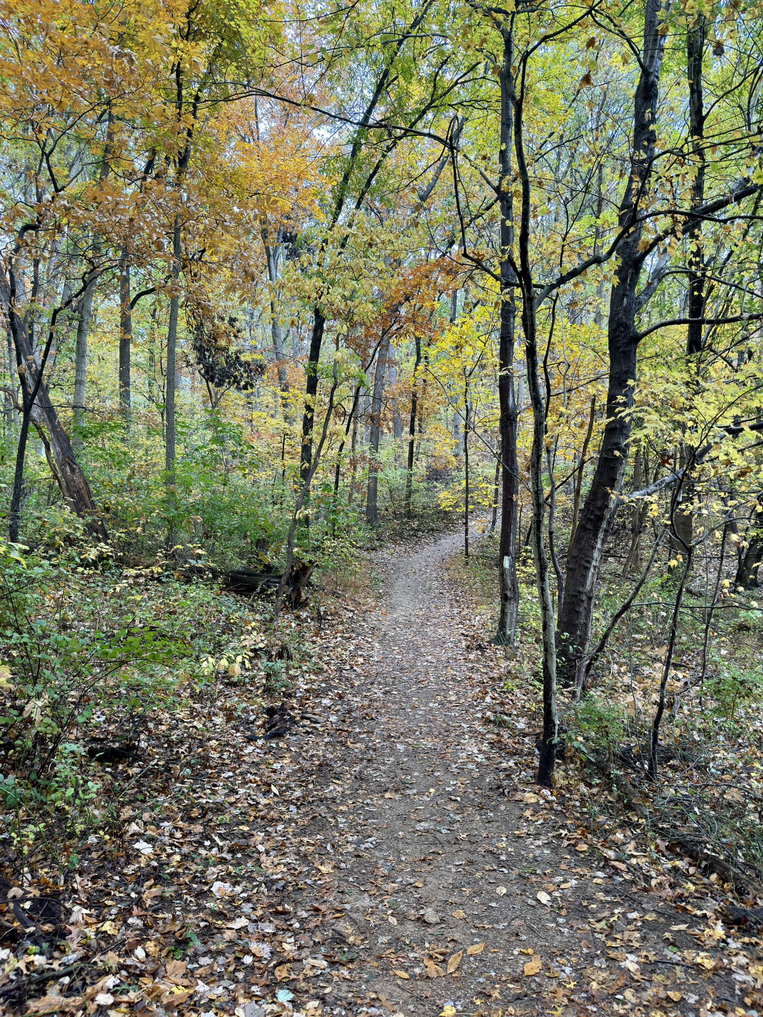 A narrow, leaf-strewn dirt path winds through a vibrant autumn forest. - Boulevard Trail loop from Union Mills Reservoir Area