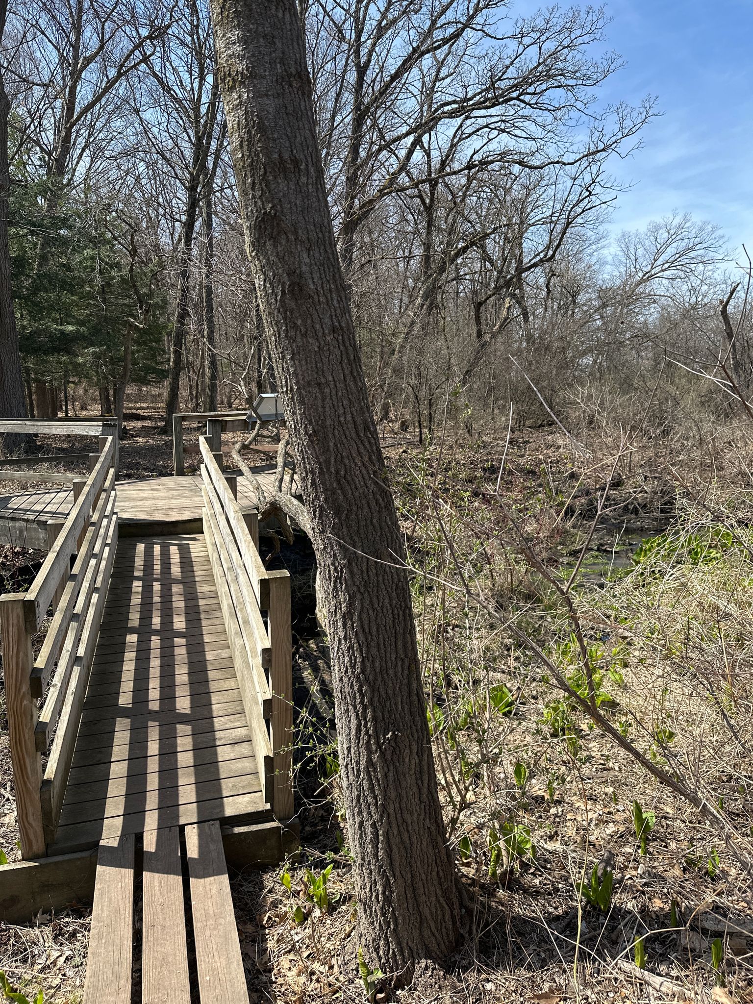 Wooden boardwalk through bare trees and marshland on a sunny day. - UW Arboretum Big Spring Hike