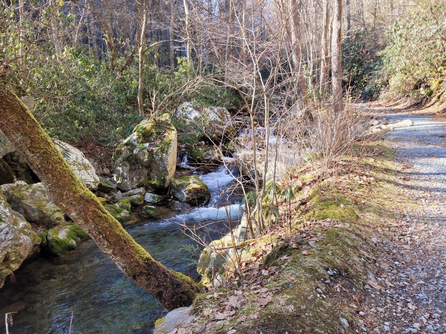 A clear stream flows past a mossy tree and dirt path in a sunny forest. - Snakeden Ridge Loop