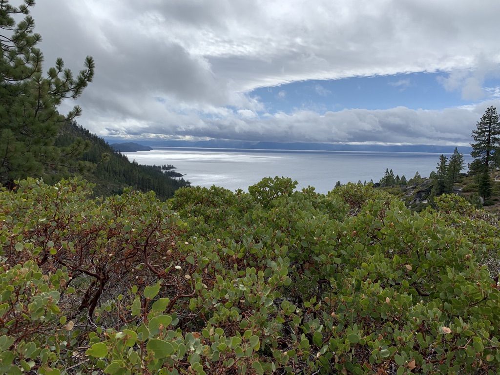 Overcast sky above a large lake, seen through green shrubs and pine trees. - View of Lake Tahoe – Tunnel Creek Station Café loop from Bullwheel Parking Lot