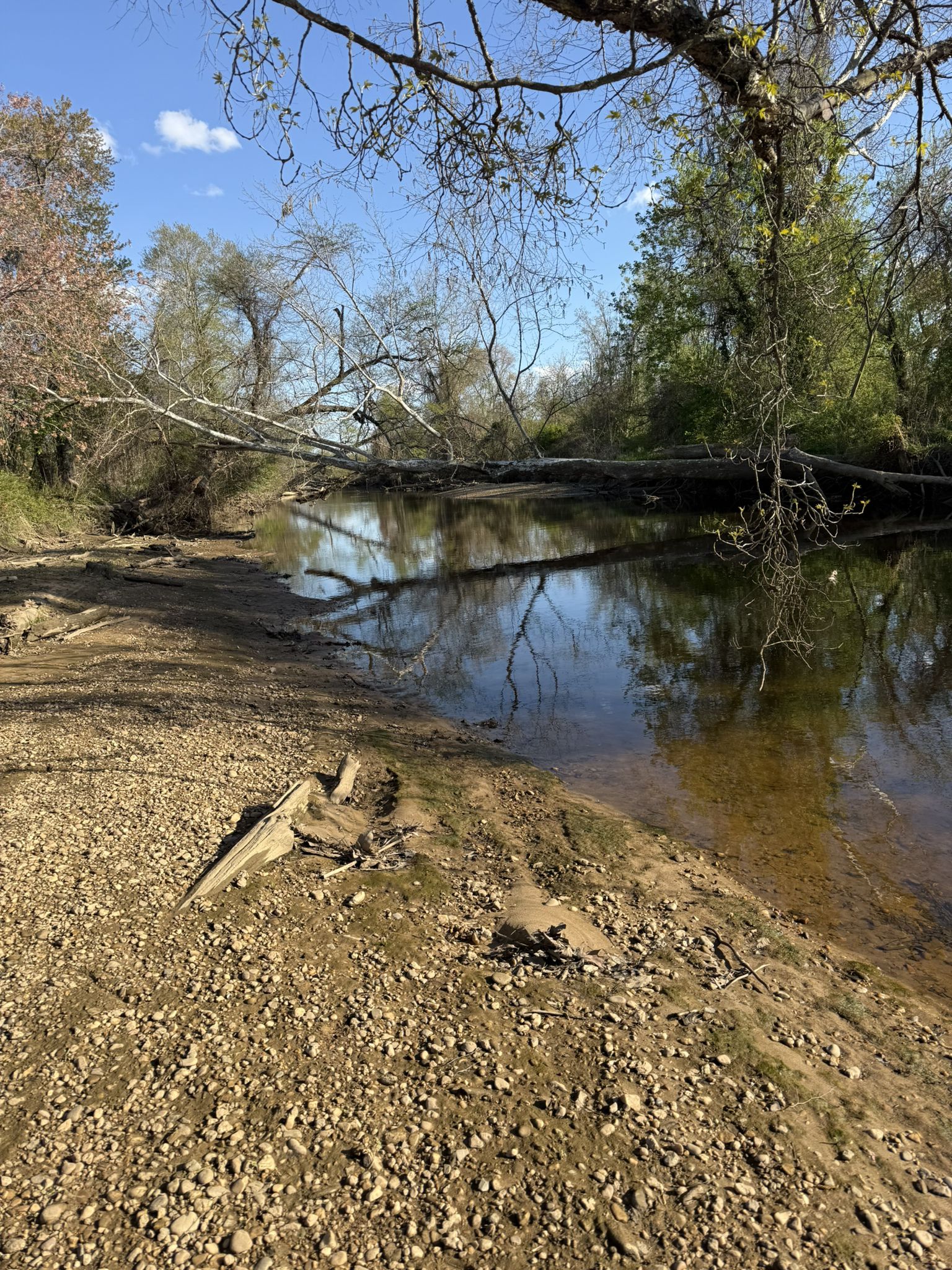 A calm river with fallen trees spanning the water under a bright blue sky. - Basin Trail