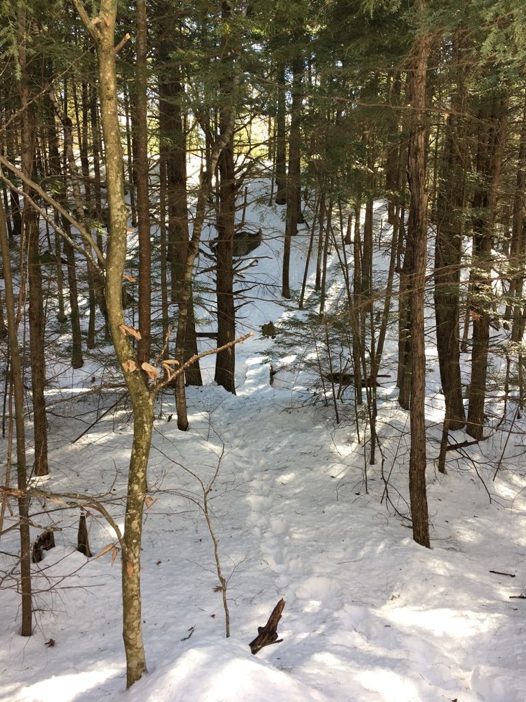 Winding snow path through a dense, sunlit winter forest. - Archery Pond – Bear Hill Pond loop from Bear Brook State Park