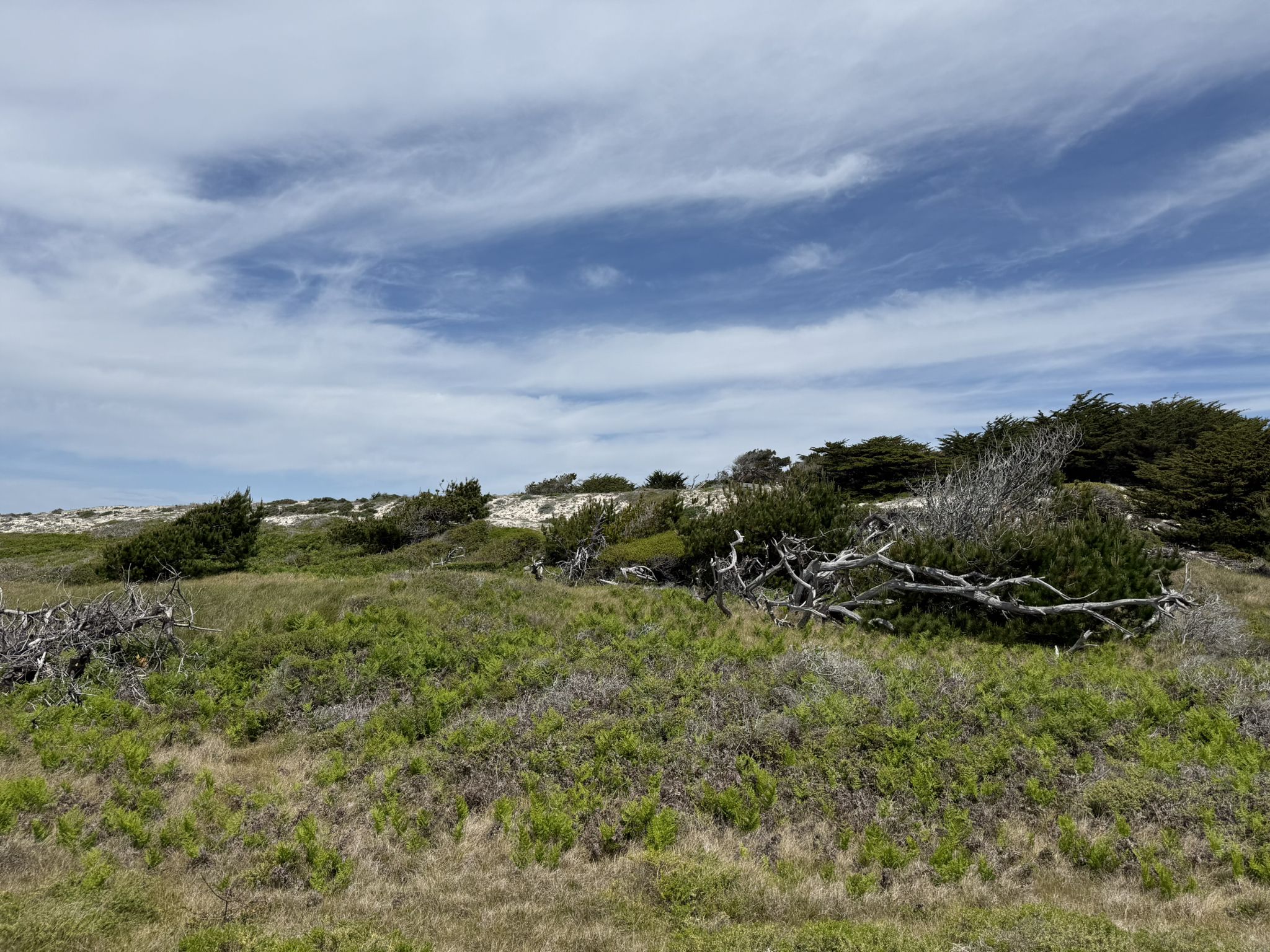 Grassy coastal landscape with low shrubs, scattered trees, and driftwood under a partly cloudy sky. - Asilomar State Beach – Asilomar State Beach loop from Asilomar State Beach