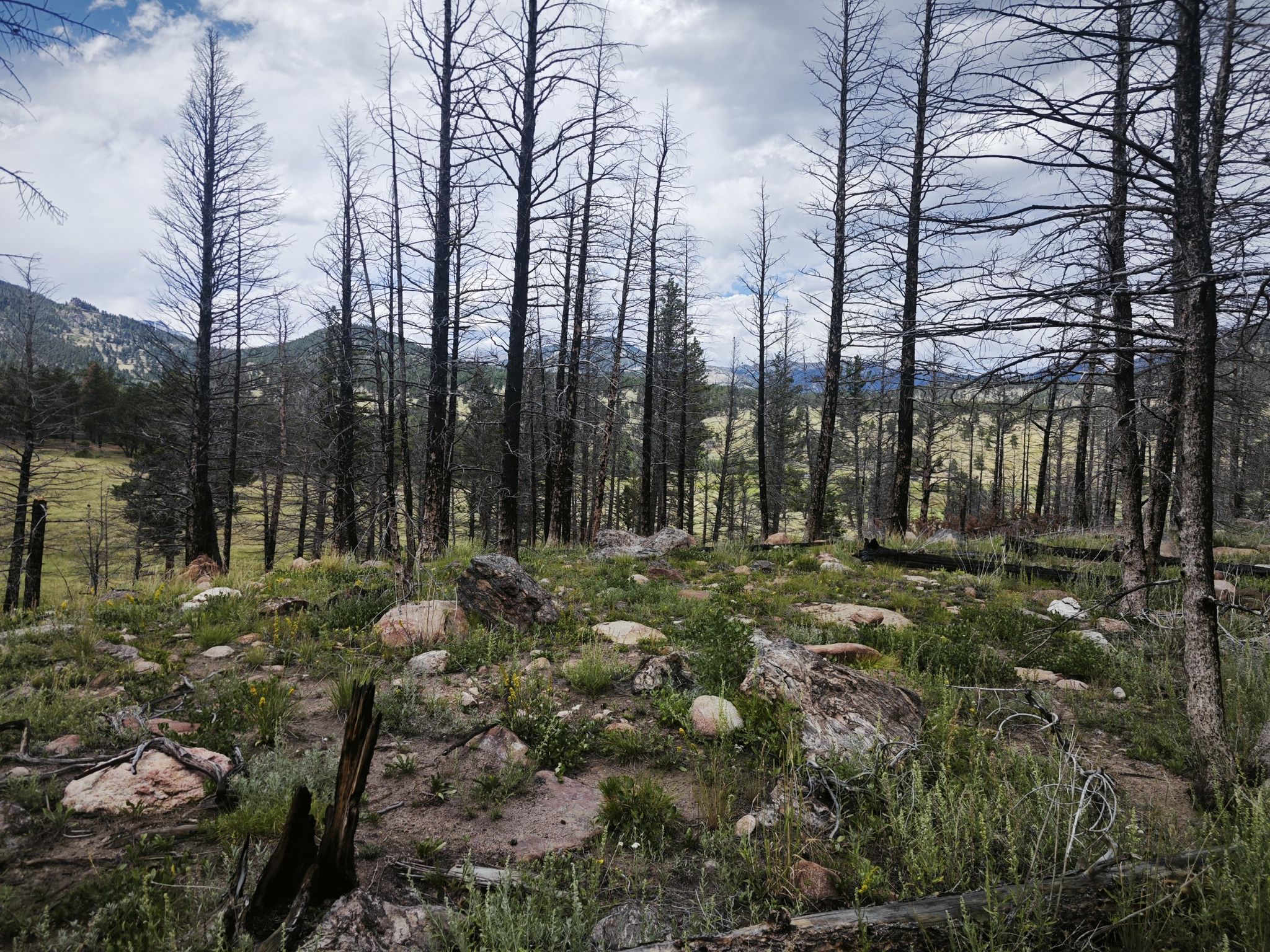 Overcast sky above a forest of burnt trees and rocky, green undergrowth. - Upper Beaver Meadow Loop