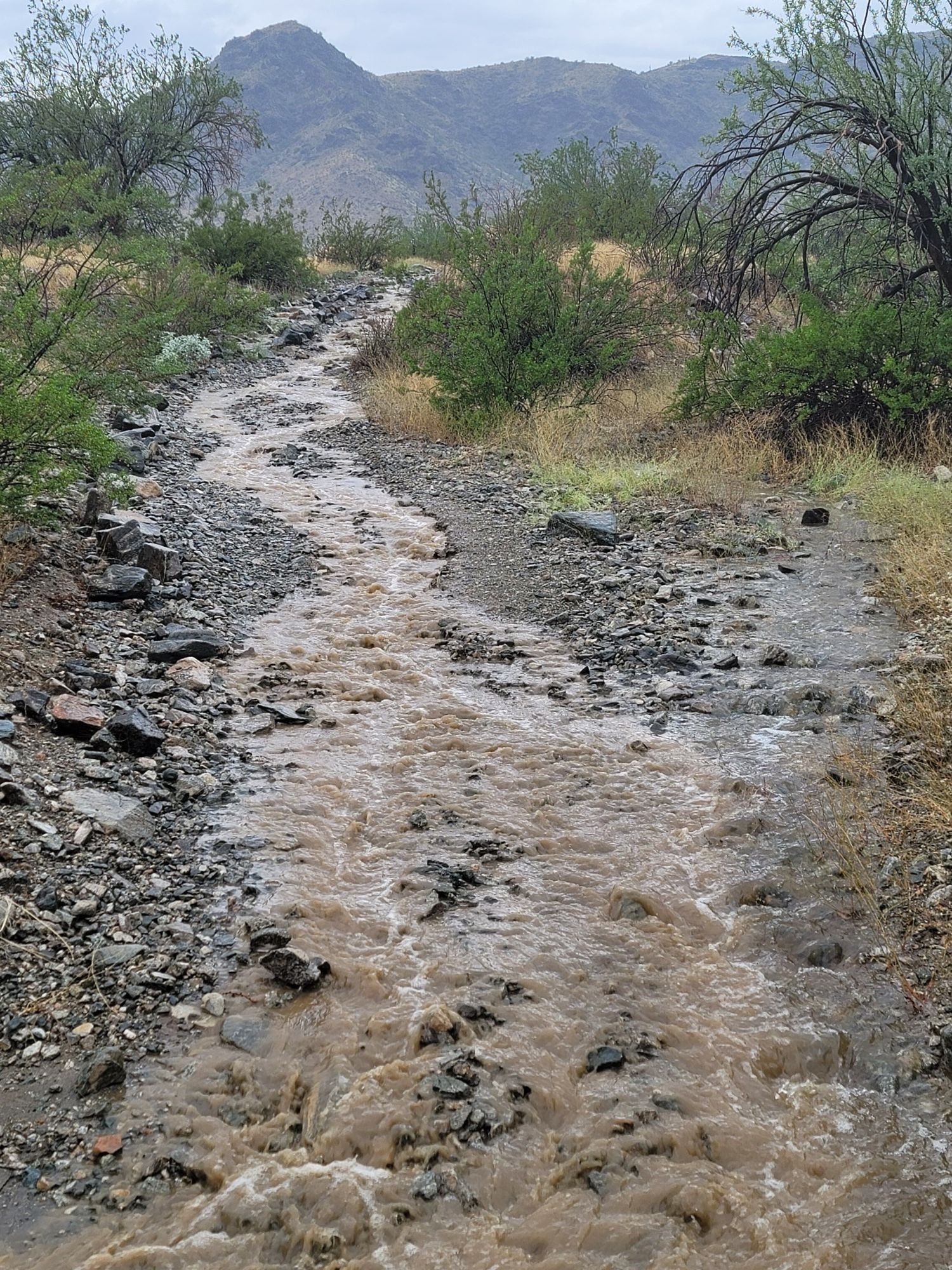 Muddy water flows down a rocky desert wash with green shrubs. - Goat Hill Loop via National and Pyramid Trail
