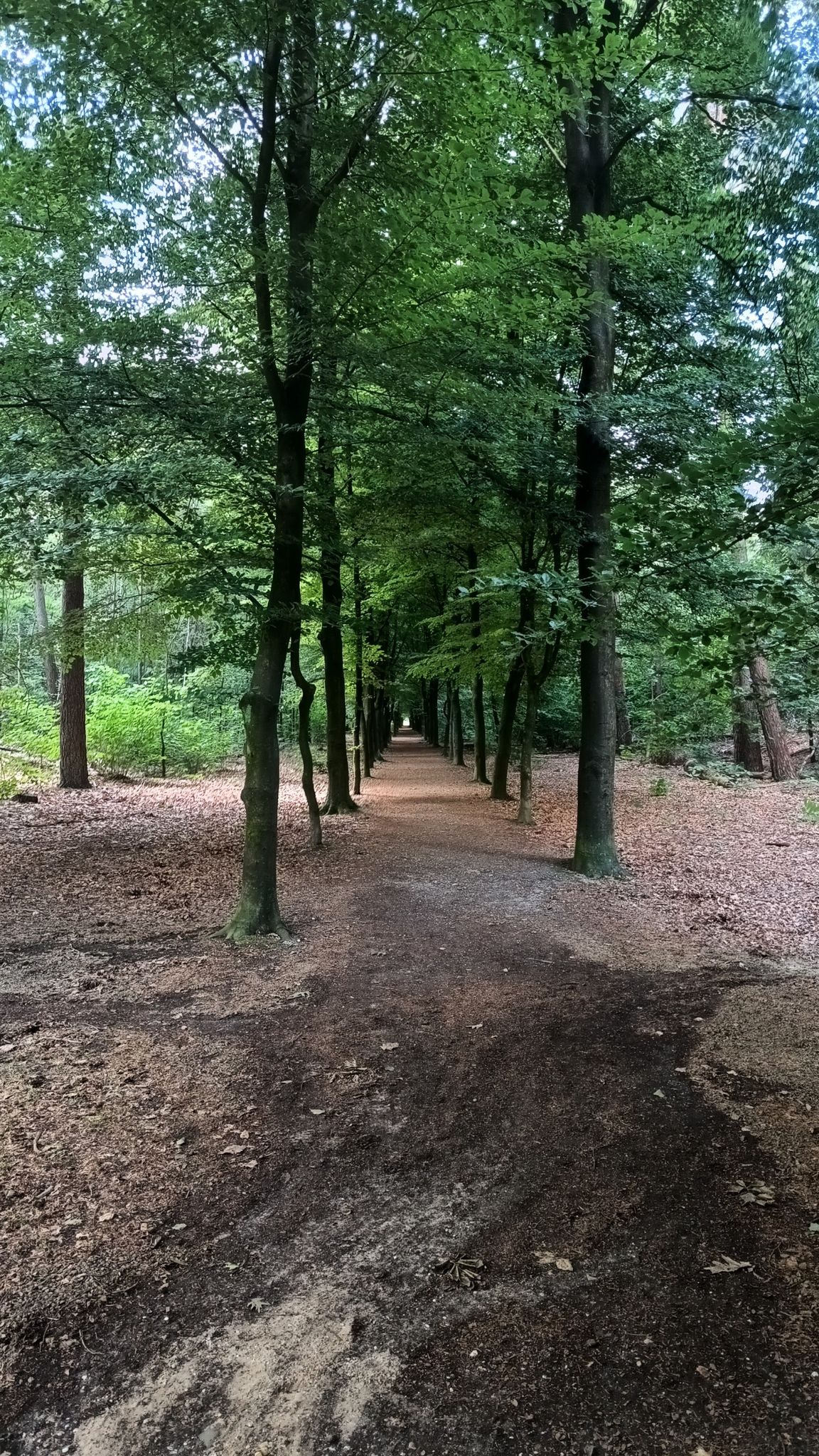 Lange lanen