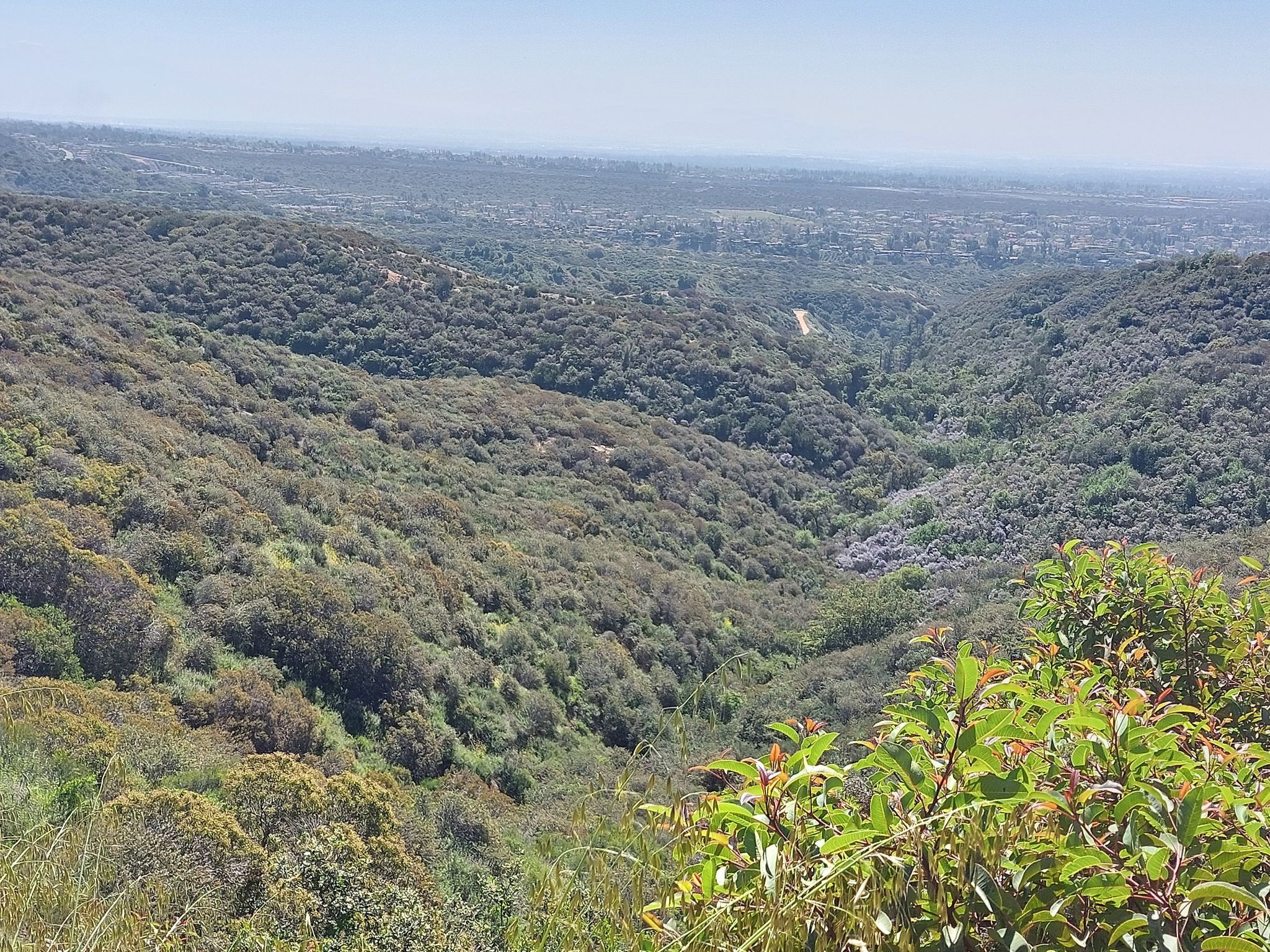 Expansive view of a deep, lush green valley covered in dense trees. - Cobal Canyon Loop