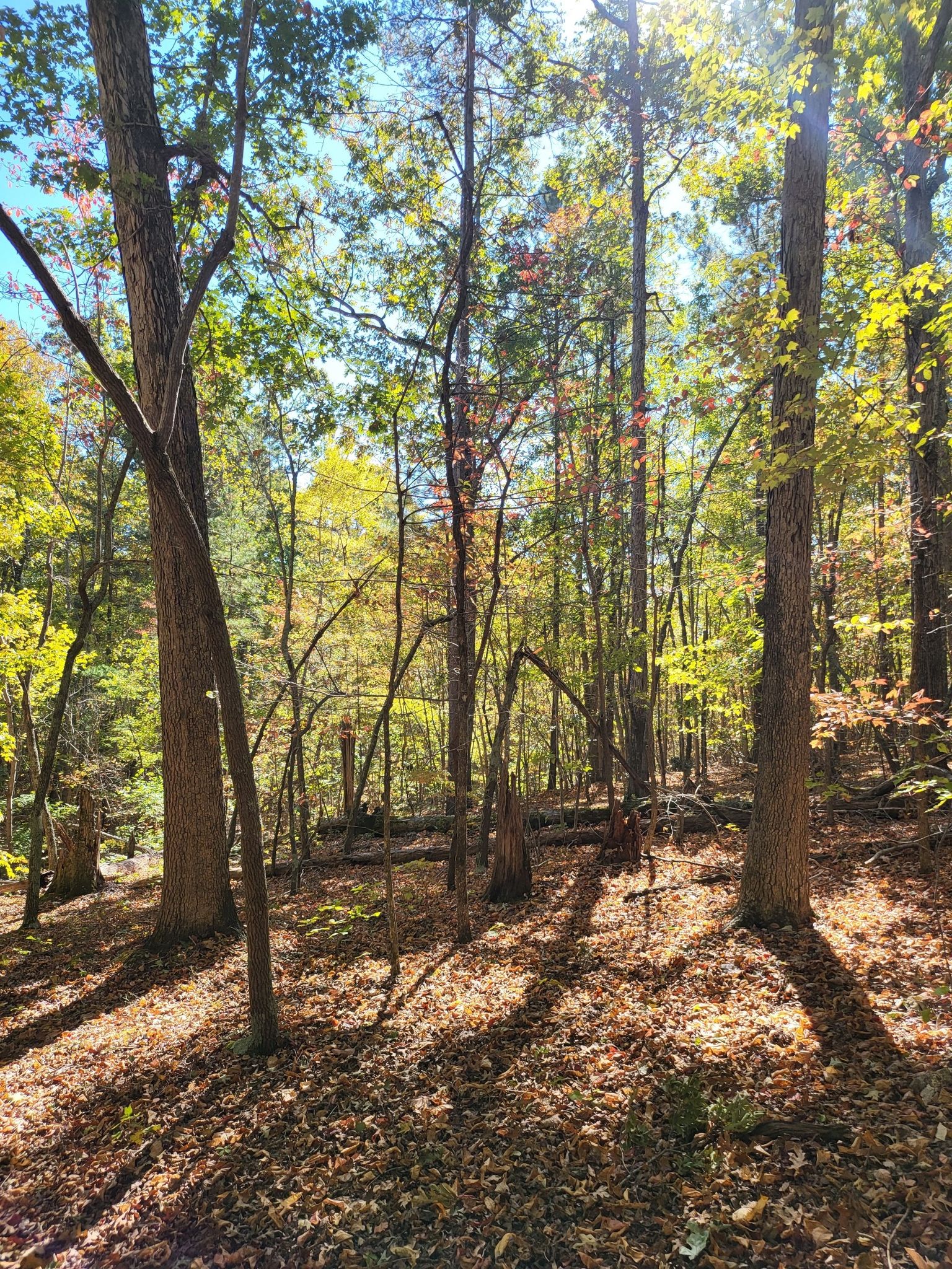 Bright sunlight illuminates a forest floor covered in autumn leaves and tall trees. - Lick Mountain – Dennis Mountain Trail loop from Buzzard Mountain