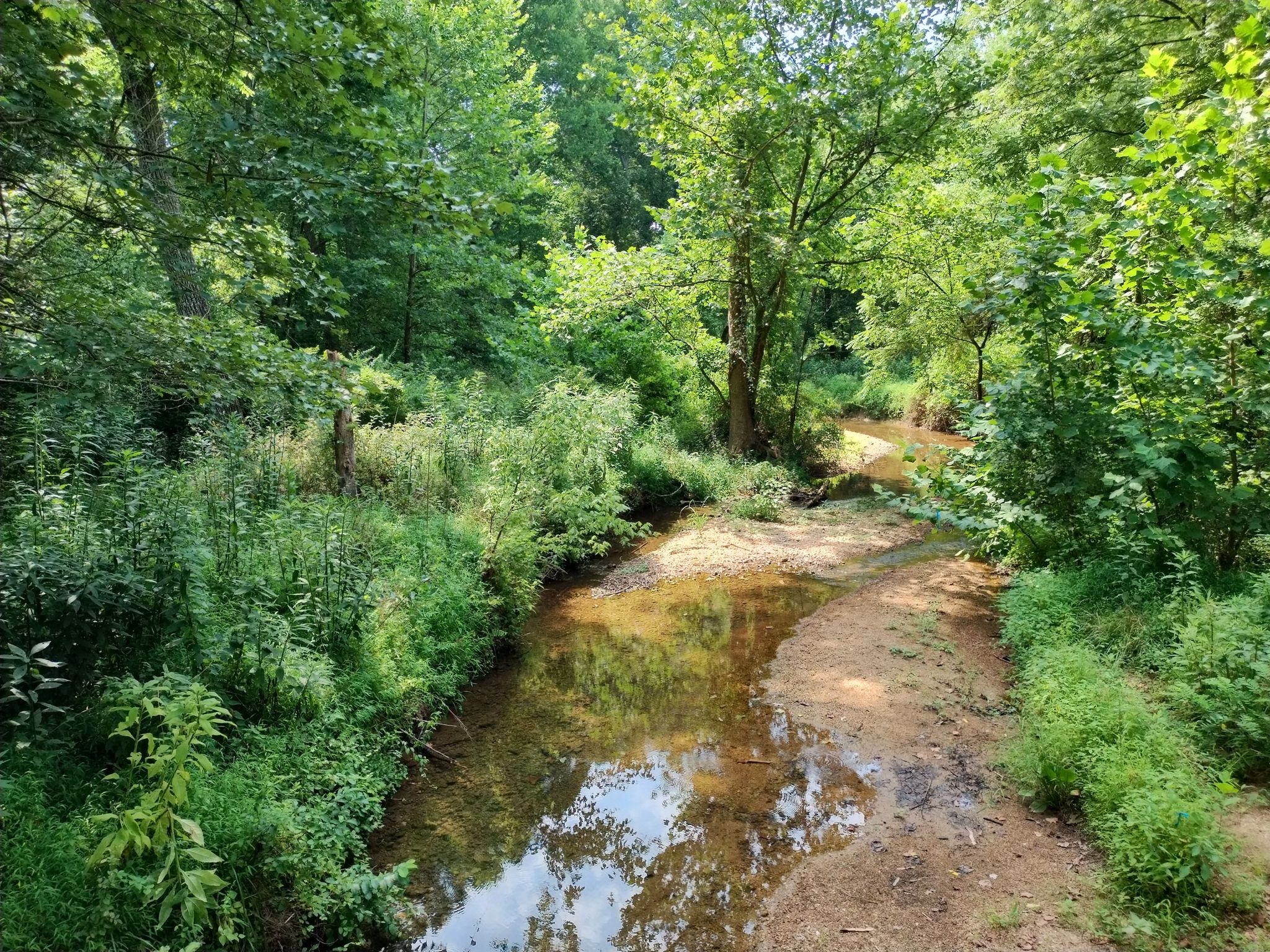 Bright daylight illuminates a narrow stream winding through lush green woods. - Black Hill Regional Park – Little Seneca Lake loop from Little Seneca Lake