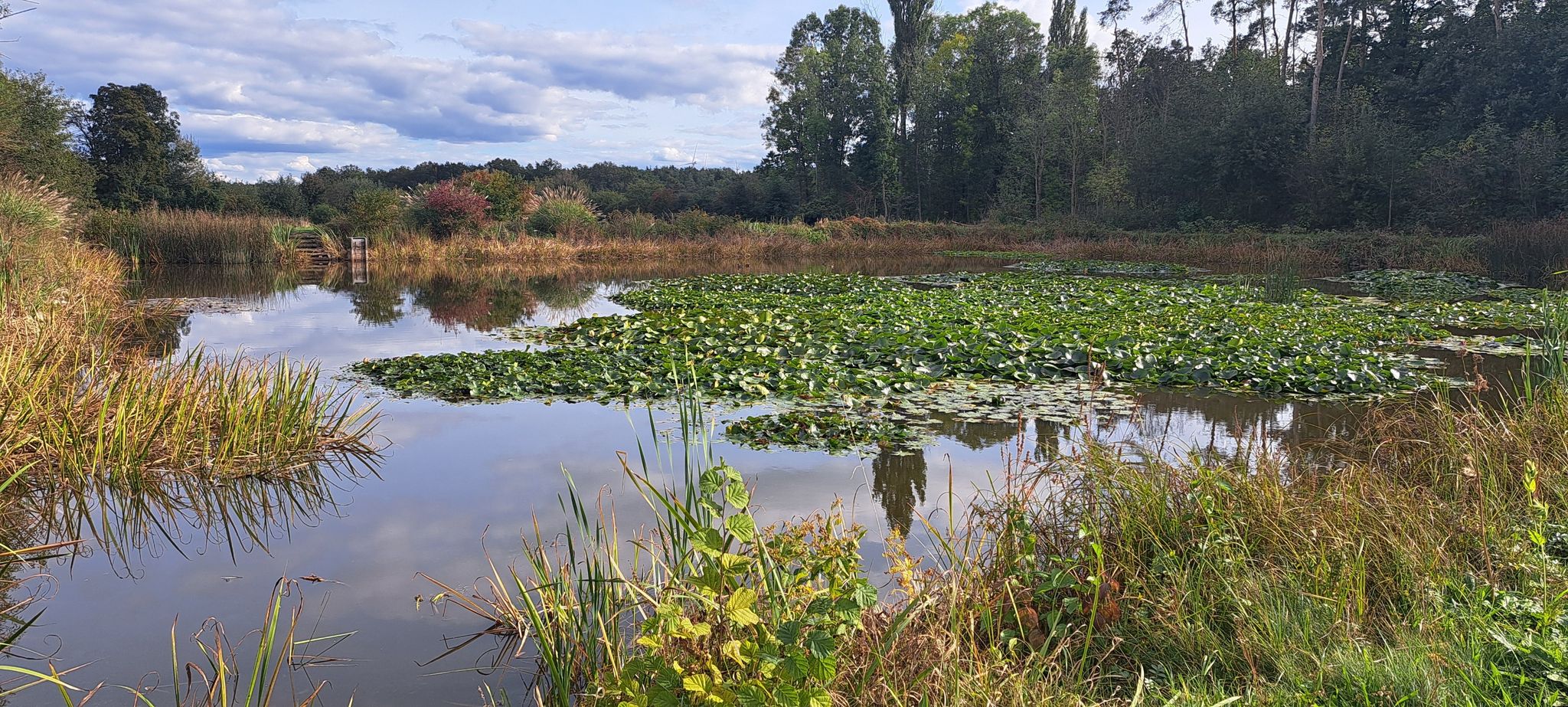 Am Seerosenteich 🪷 schon lange vorbei