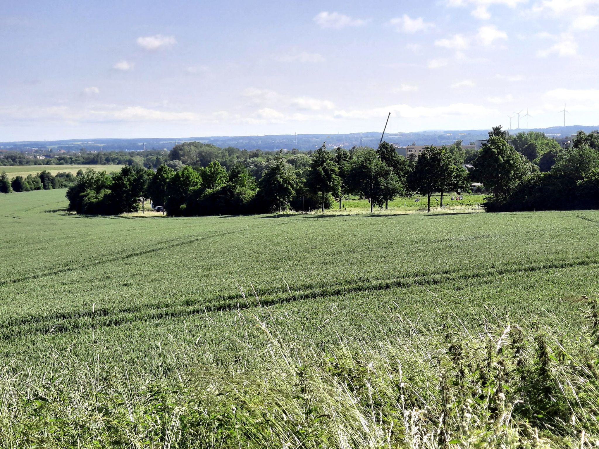 Erdbeerfeld in Sicht, da wird schon fleißig geerntet