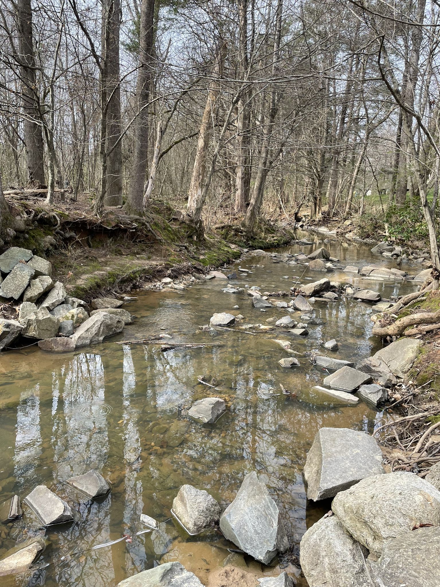 A shallow, rocky stream winds through a forest with bare trees. - Running loop from Matthews