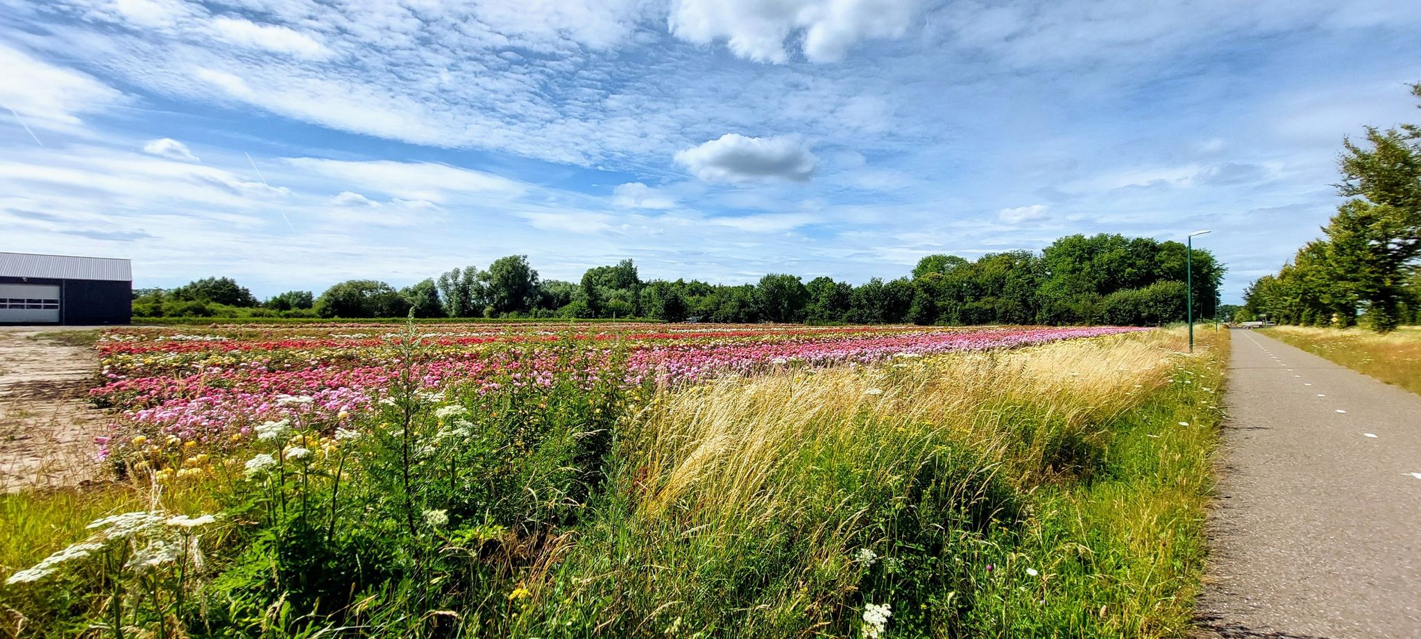 Bloemenvelden. mooi kleurrijk