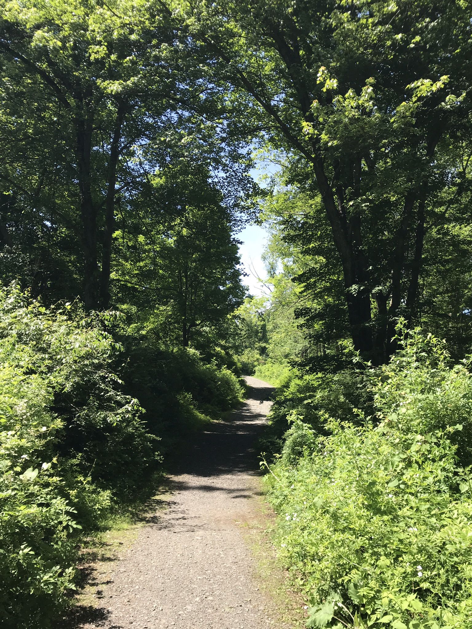 A narrow dirt path surrounded by dense green foliage in bright sunlight. - View of East Lagoon – Lake Hopewell loop from Collis P. Huntington State Park