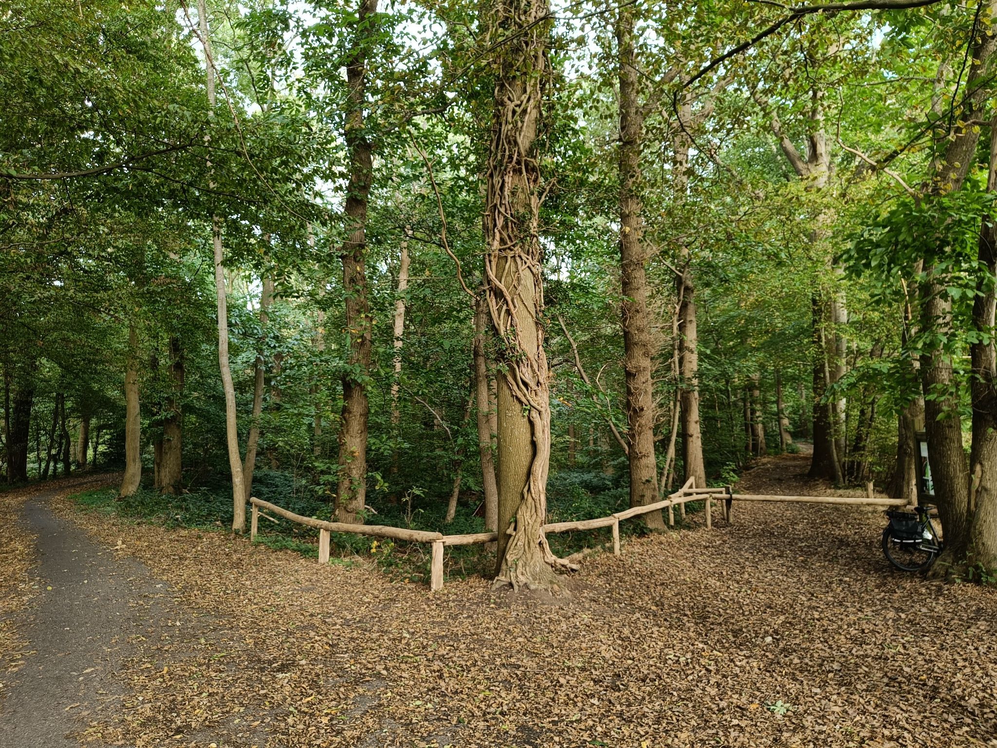 Vijverbos