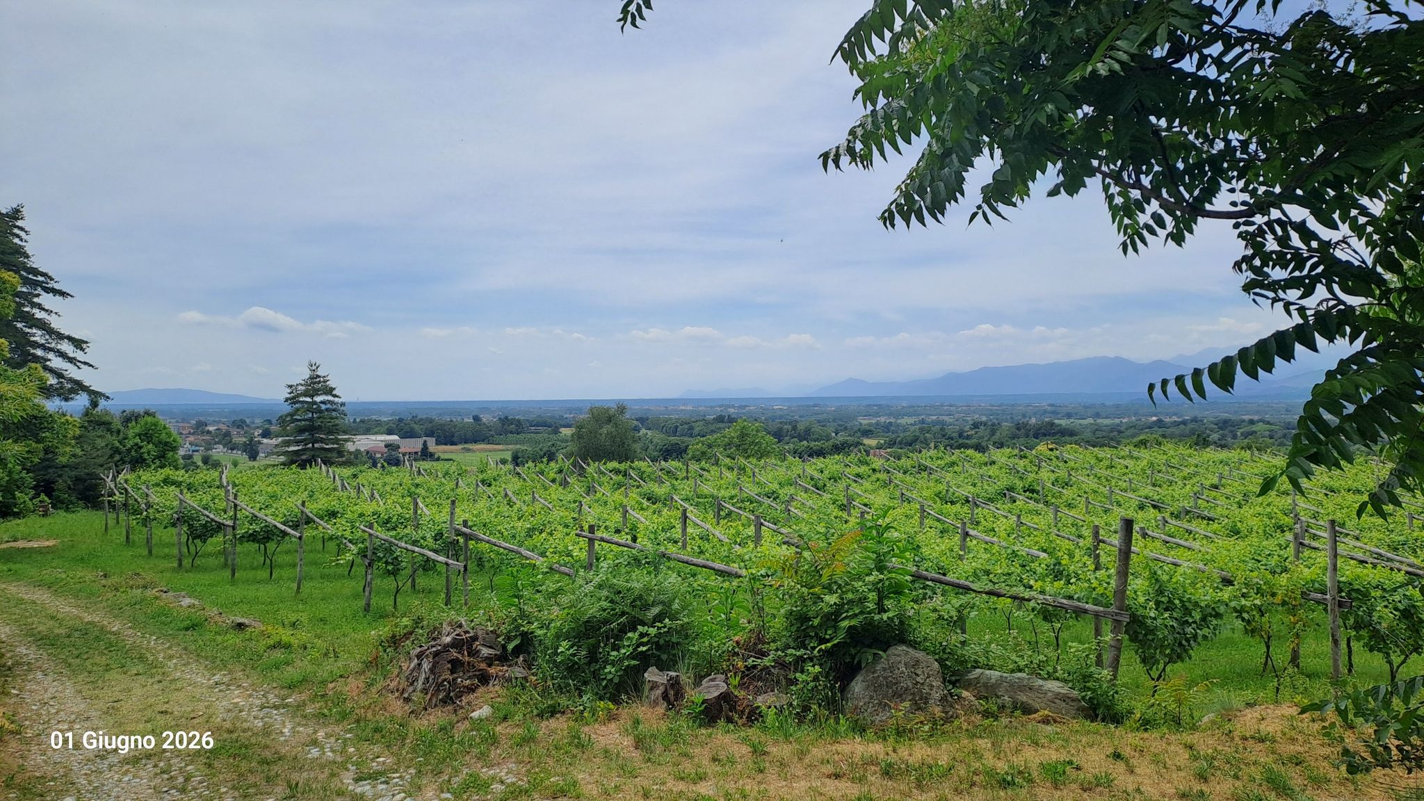 Vigneto