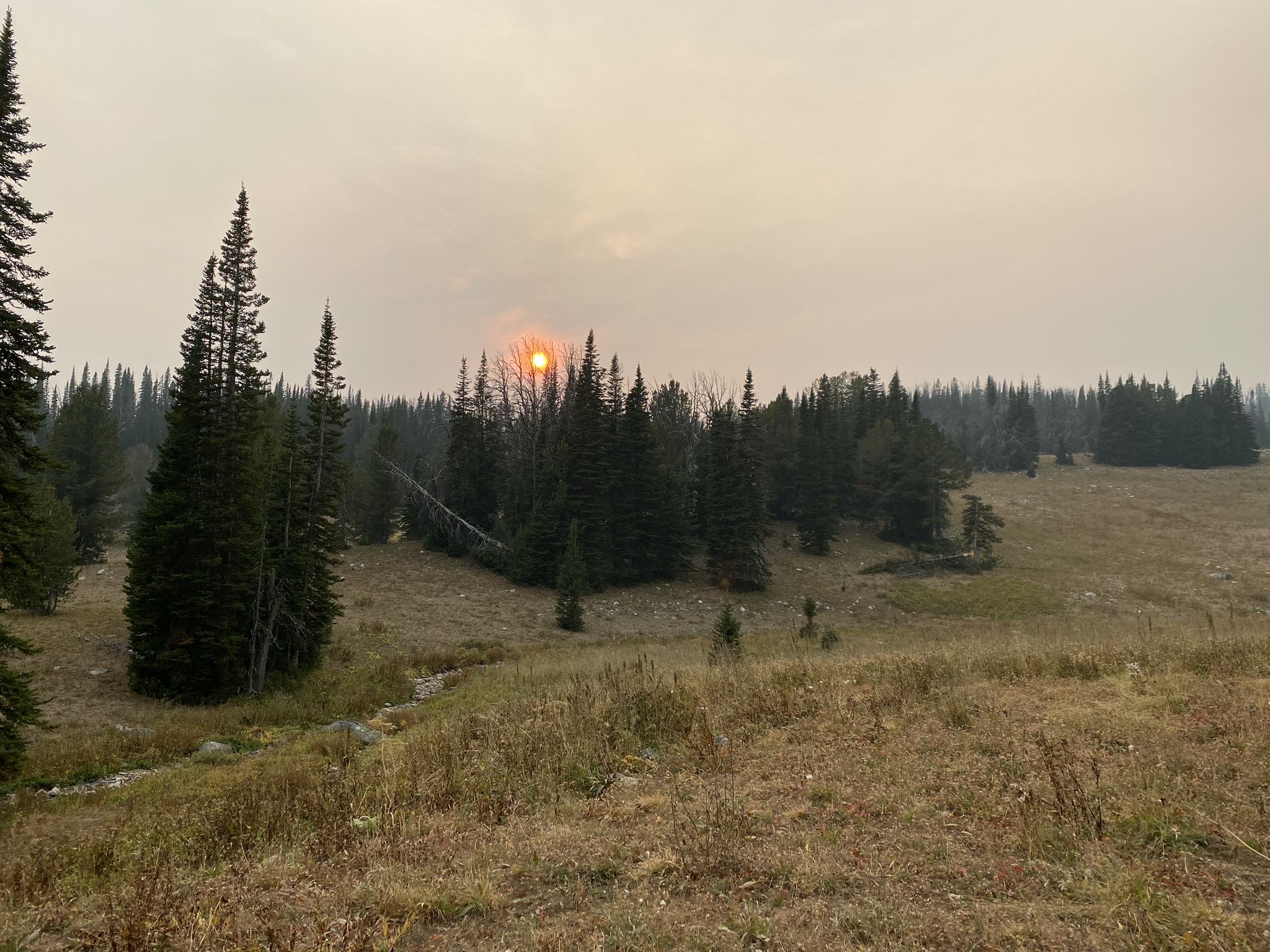 Hazy orange sun over a pine forest and grassy field. - Beehive Basin Trail