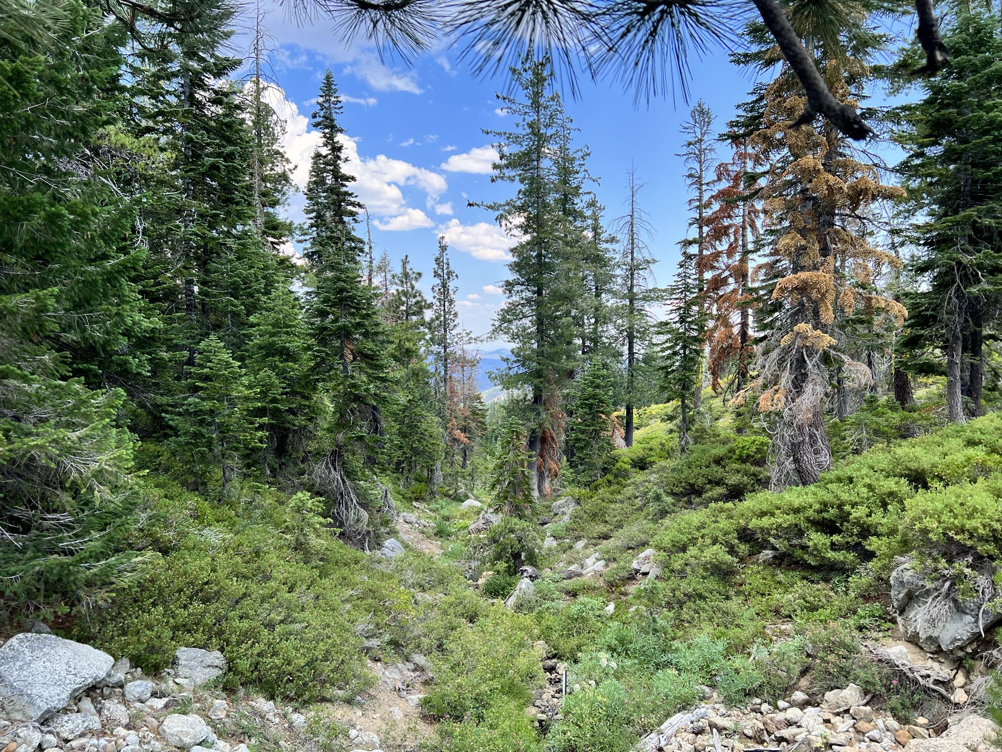 Dense forest with tall green and brown trees under a bright blue sky. - Fen Nature Trail