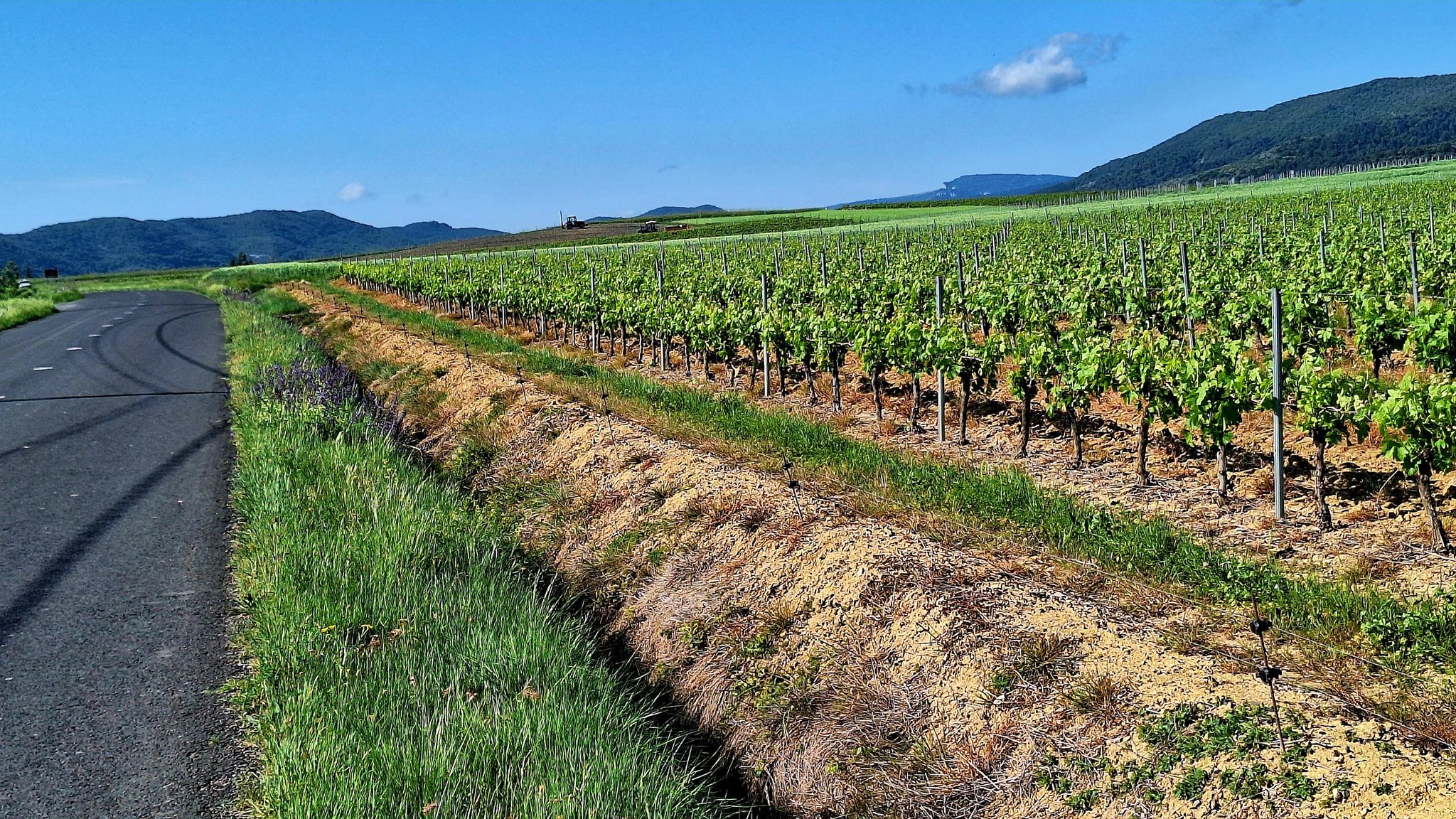Alba, rte de Valvignère. Pas de bruit ici, aucun chants d’oiseaux. Des vignes de partout.
