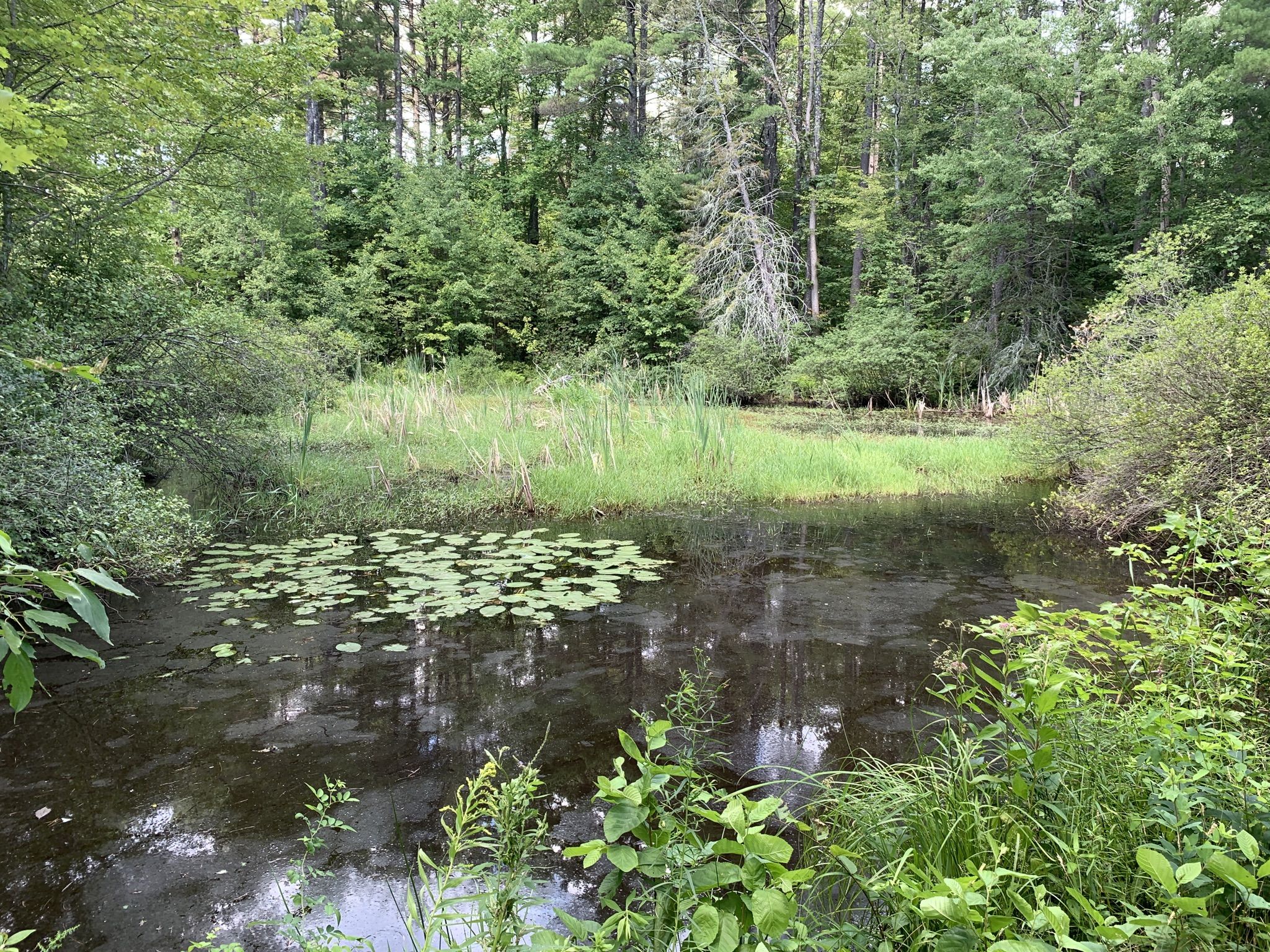 A serene pond with lily pads surrounded by lush green forest and tall grass. - Barringer's Cliffs and Collins Point